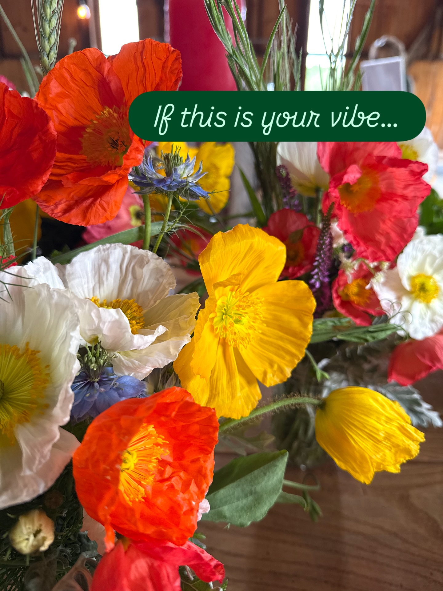 Market is OPEN! If bright beautiful Poppies are your vibe swing on by visit the original Farmette hand @ava_w132 and take home a jar full of happiness. Icelandic Poppies hate the heat so get them before it gets too hot later this week! @honeysharvestfarm