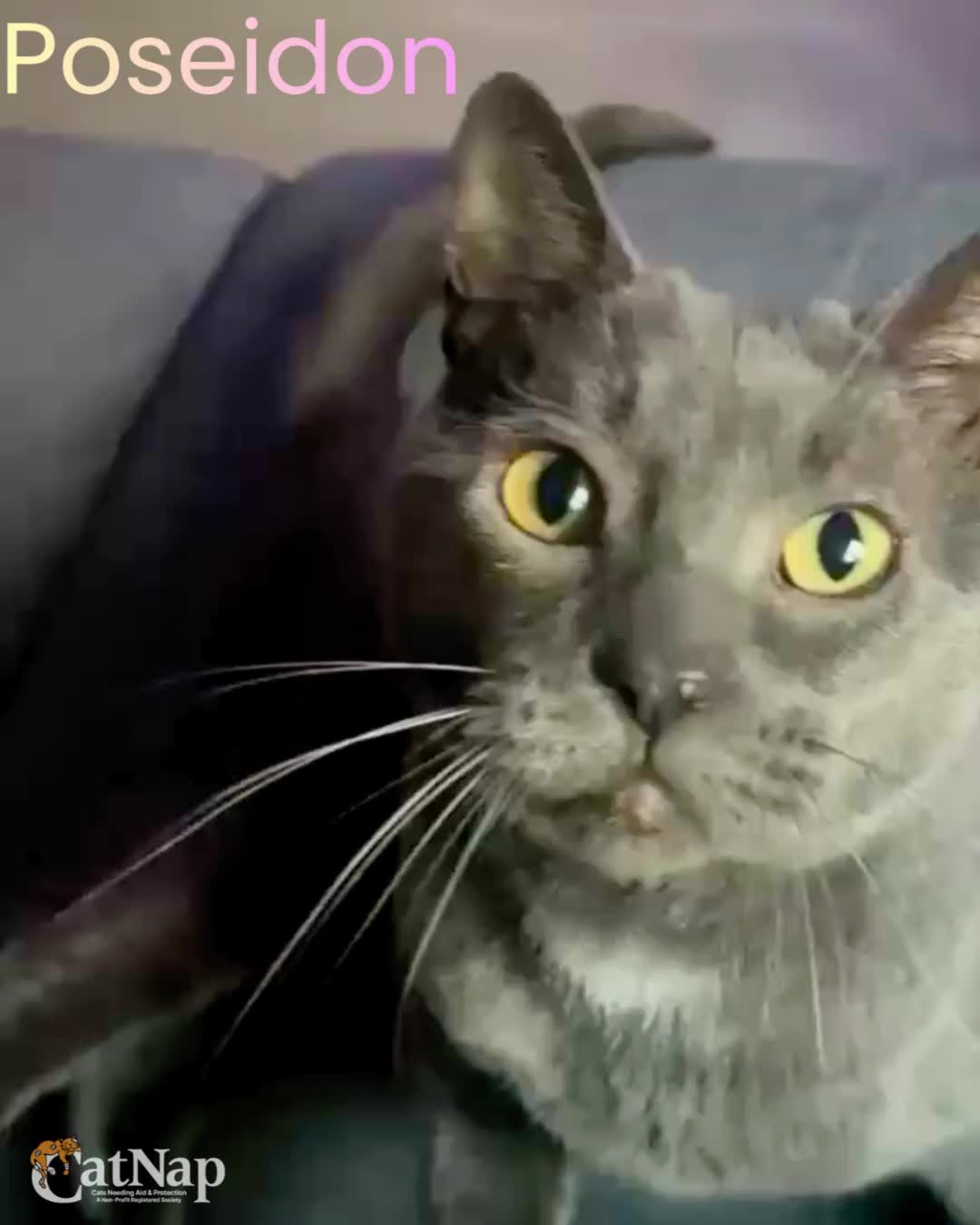 Poseidon is #ADOPTABLE from Bosley's Bowen Road, Nanaimo
Female, domestic short hair, grey
Poseidon, although everyone calls her ‘Posie’, is a beautiful grey girl with soft green eyes and a gentle, mysterious personality.
She has a sweetness that shows in the softest ways.
Posie likes to take her time getting to know you, often watching from a cozy spot. She may play a little hard to get at first, but it’s simply her way of feeling safe and secure.
Once she decides you’re her person, her softer side comes through. She’ll quietly come closer, curl up beside you, and share moments that feel truly special.
Posie’s affection is never loud, but gentle, calm, and full of warmth. She loves relaxing in comfy spots, enjoying the quiet, and being near her humans in her own sweet, subtle way.
She’s a delicate little soul with a loving heart, and with a bit of patience, she blossoms into an incredibly loyal and affectionate companion.
To help Poseidon settle into his new space, we recommend starting him off in a smaller safe room so he can adjust gradually and feel safe. Reading the “Rule of Three” document included with the adoption resources will help you help Poseidon settle in.
#Compatibility
Cats: No, Poseidon needs to be the only pet in the home, she loses all confidence when around other animals
Dogs: No
Kids: No
#Age
Estimated age: 4 years 10 months
#Veterinary Information
• Poseidon has been spayed
• Poseidon is currently over her optimal weight and is on a reduced calorie diet to help her lose a few pounds. Information about her current food with brand information will be provided to her new adopter although other weight-loss food options of similar caloric content would also be suitable in assisting her in shedding her excess weight.
continued in comments...pls read!