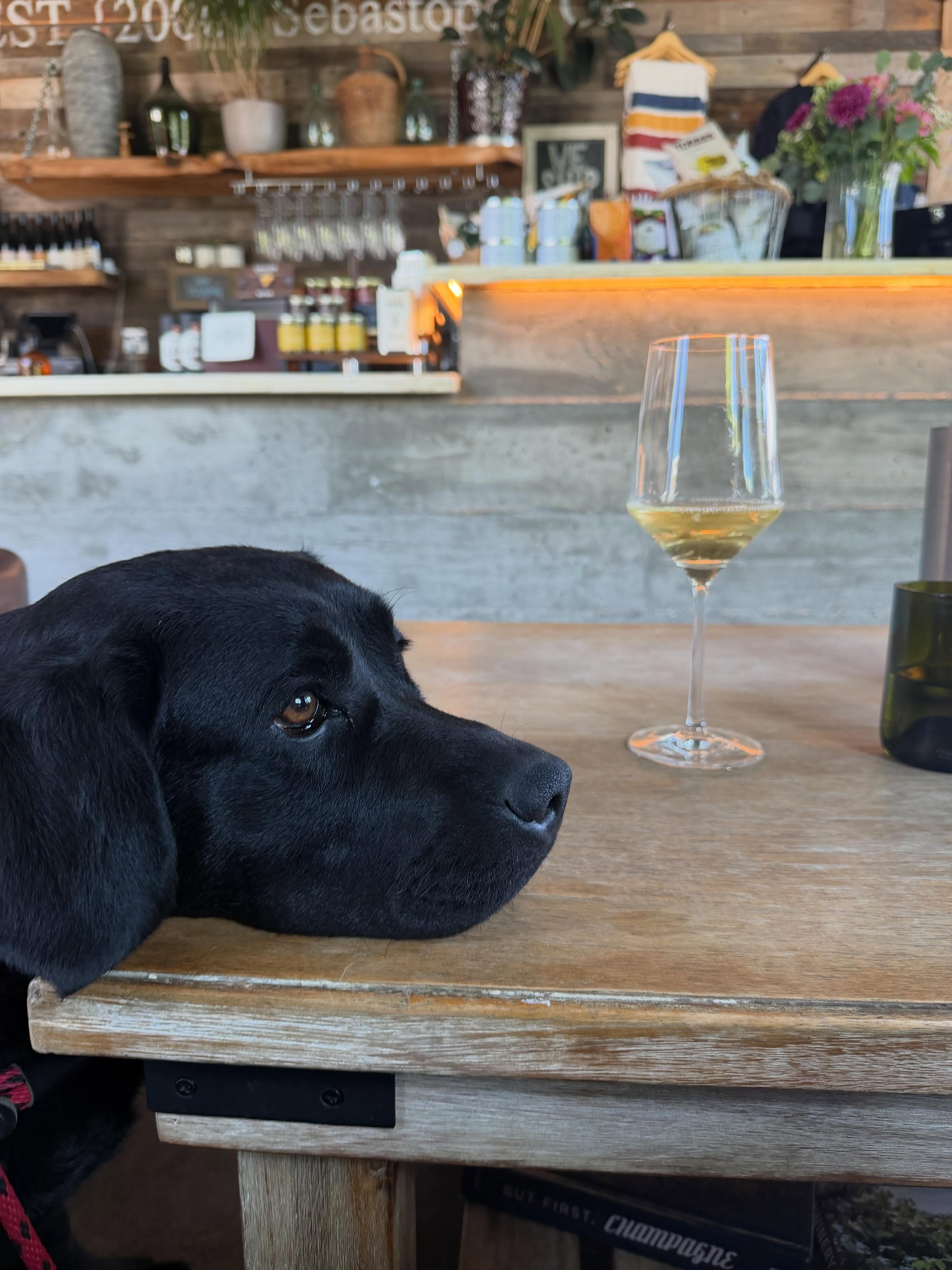 Belated birthday celebration for Dottie!
.
.
.
.
.
.
#blacklab #englishlab #moonlightlabradors