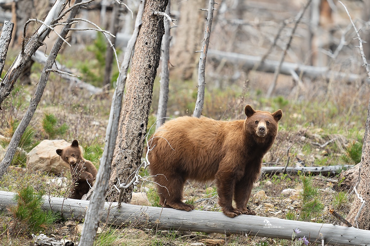 Another cool moment when this cinnamon black bear sow decided to do a tightrope act on this fallen log.
The cub stayed close, peeking out every few seconds while mom kept a careful eye on everything around her.
Stay Wild. Stay Curious.
Sony Alpha A1 II, FE 400MM f2.8 GM OSS, 1.4X teleconverter @ 560MM
1/1250 sec @ f4 ISO 1600
#joedesjardinsca #sonyalphacanada #sonyalpha #blackbearcub #sharecangeo #natgeoyourshot