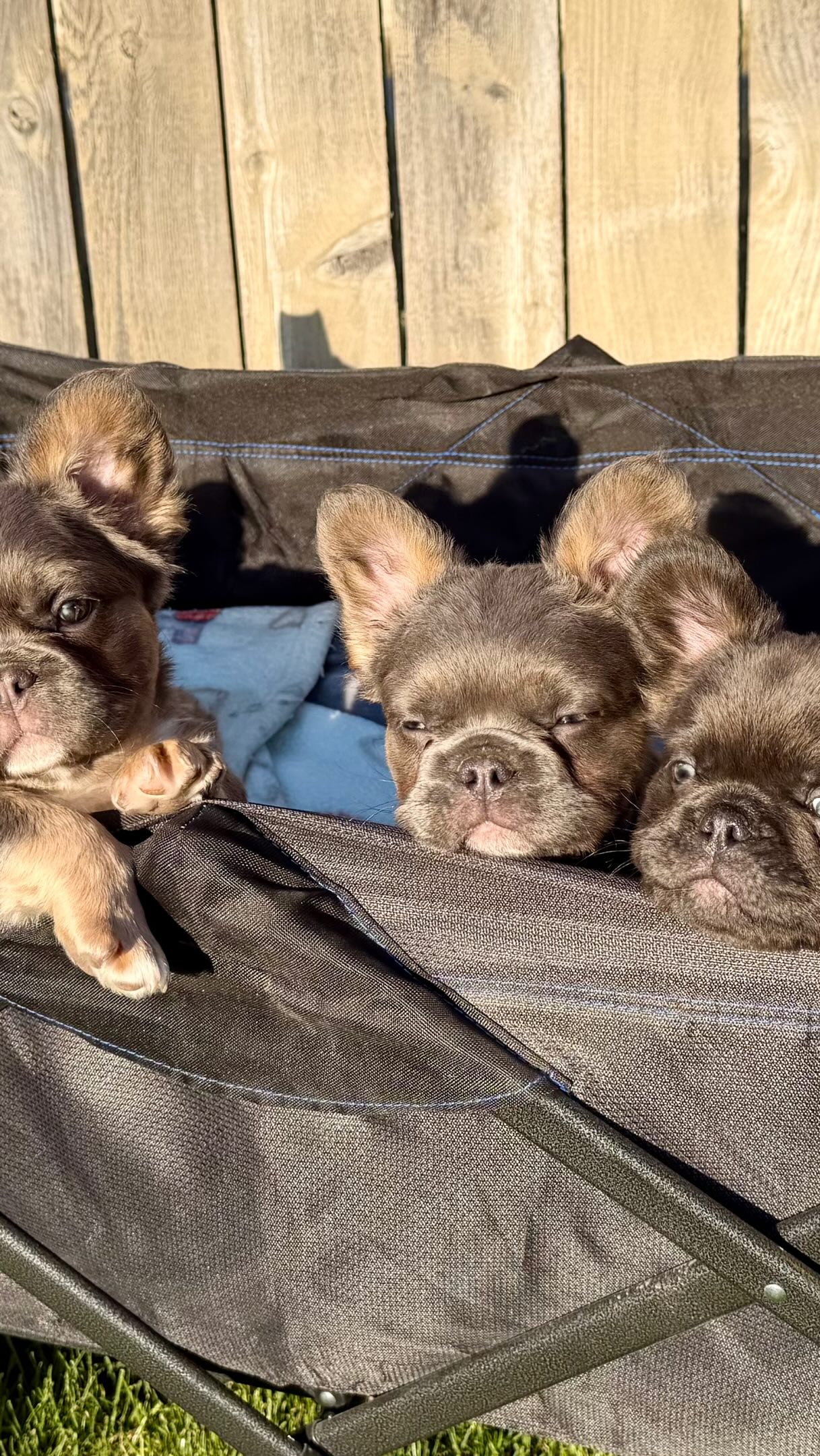 Trying to wrangle a wagon full of Frenchie puppies into one sunny spot for a group photo before Dollie heads home is not an easy task! ๐ถโ๏ธ
Her mom has been so patient waiting for her girl, and Iโm beyond excited for them to finally meet ๐ Watching my puppies head off to their forever families never gets oldโฆ even if getting everyone to sit still for photos definitely does ๐
.
๐๏ธ๐๏ธ๐๏ธ
Www.bohemianbulldogs.com
@bohemian.bulldogs