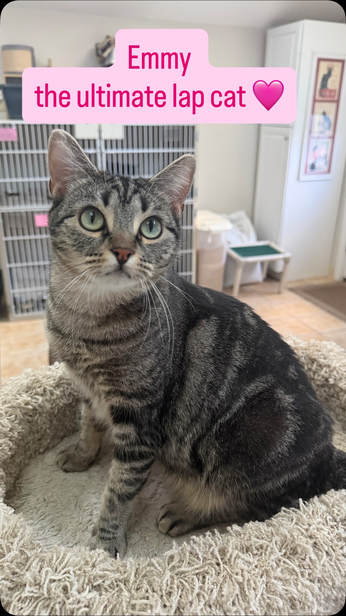 Are you looking for an easy going, affectionate cat to snuggle with and lay in your lap?! If so, come meet Emmy! She seeks out laps to sit in and will lay with you for as long as you want 💕
Send us an app to schedule a meet and greet at https://www.animals-in-distress.org/adoptions or email us with any questions: animalsindistressnj@gmail.com 💌 #animalsindistressnj #adoptablecats #cats #mercercountynj #adoptme