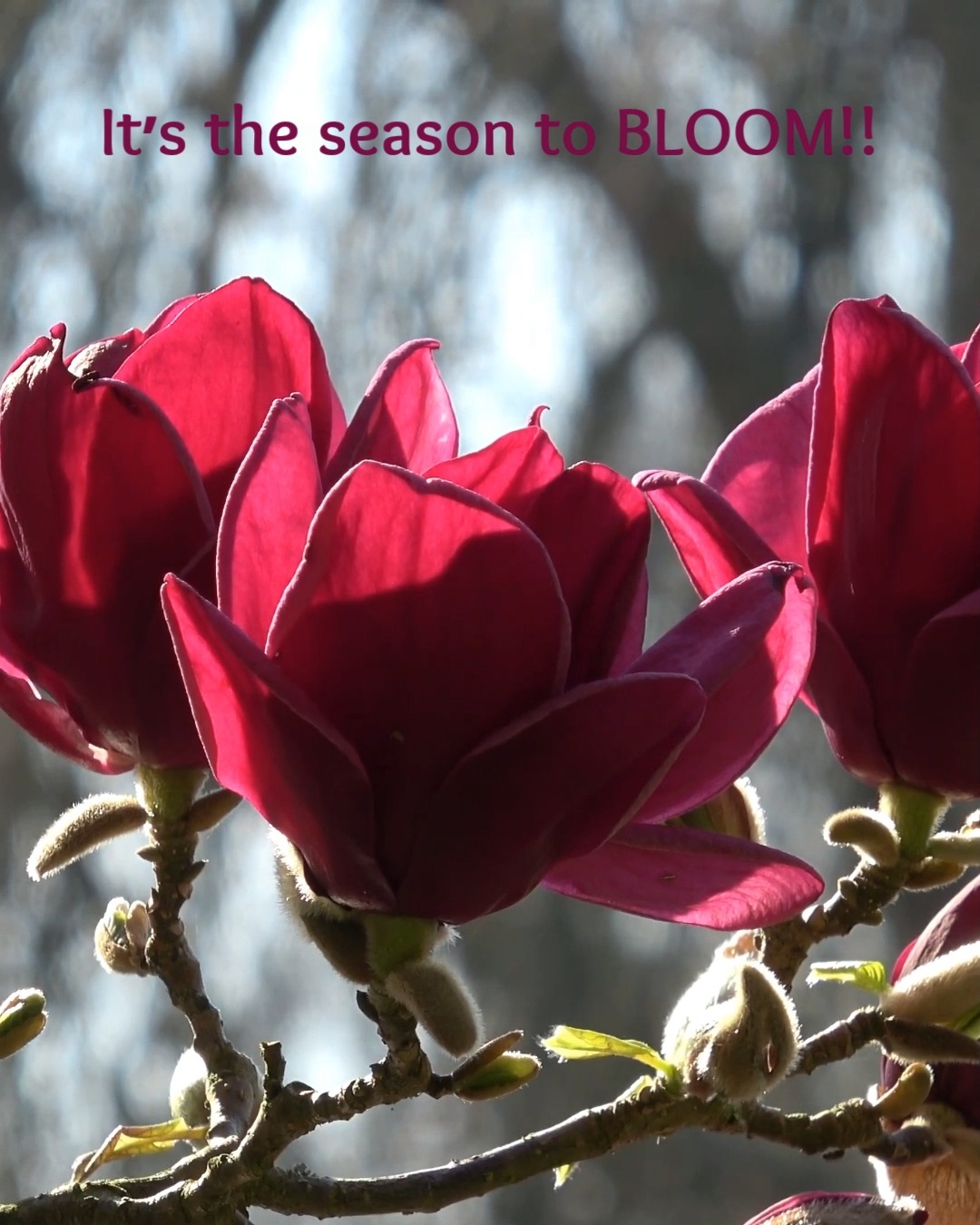All around us, we begin to notice the many colors of the spring blossoms. These arrive like a slow, generous exhale, an opening of space and colorful delight, within and around us. As the spring blooms unfurl, there is a natural energetic lift, an invitation to stretch toward the light and remember what it feels like to grow. This time of year reminds us that renewal is not rushed; it unfolds gently, petal by petal, in its own timing.
With this opening comes a fertile moment for new ideas, habits, and beliefs to take shape. These colorful blooms encourage us to release what has grown heavy and make room for what wants to emerge. It’s a time of possibility, of noticing the subtle shifts within ourselves that signal change and the quiet trust that all will unfold only when it is ready.
And with May as Mental Health Awareness Month, this becomes a beautiful time to tend to the garden of your mind. Just as blossoms need sunlight, nourishment, and care, so do the parts of you within that are beginning to grow. When you offer yourself compassion, rest, and intentional support, those inner blooms have the space to flourish and bloom!
Points of reflection:
~ What is taking bloom for you in this season of your life?
~ How are you watering your inner garden — tending to yourself, your needs, and your wellbeing?
Wishing you a lovely week ahead, filled with the delight of the spring blooms and space to breathe deeply ~ Jen Rizza, Founder of Newtown Wellness Collective, Advanced Therapeutic Yoga Teacher, Reiki Master
Don't Forget!! Our May HALF PRICE Yoga Class & 10-Class Pass Sale...and MORE!