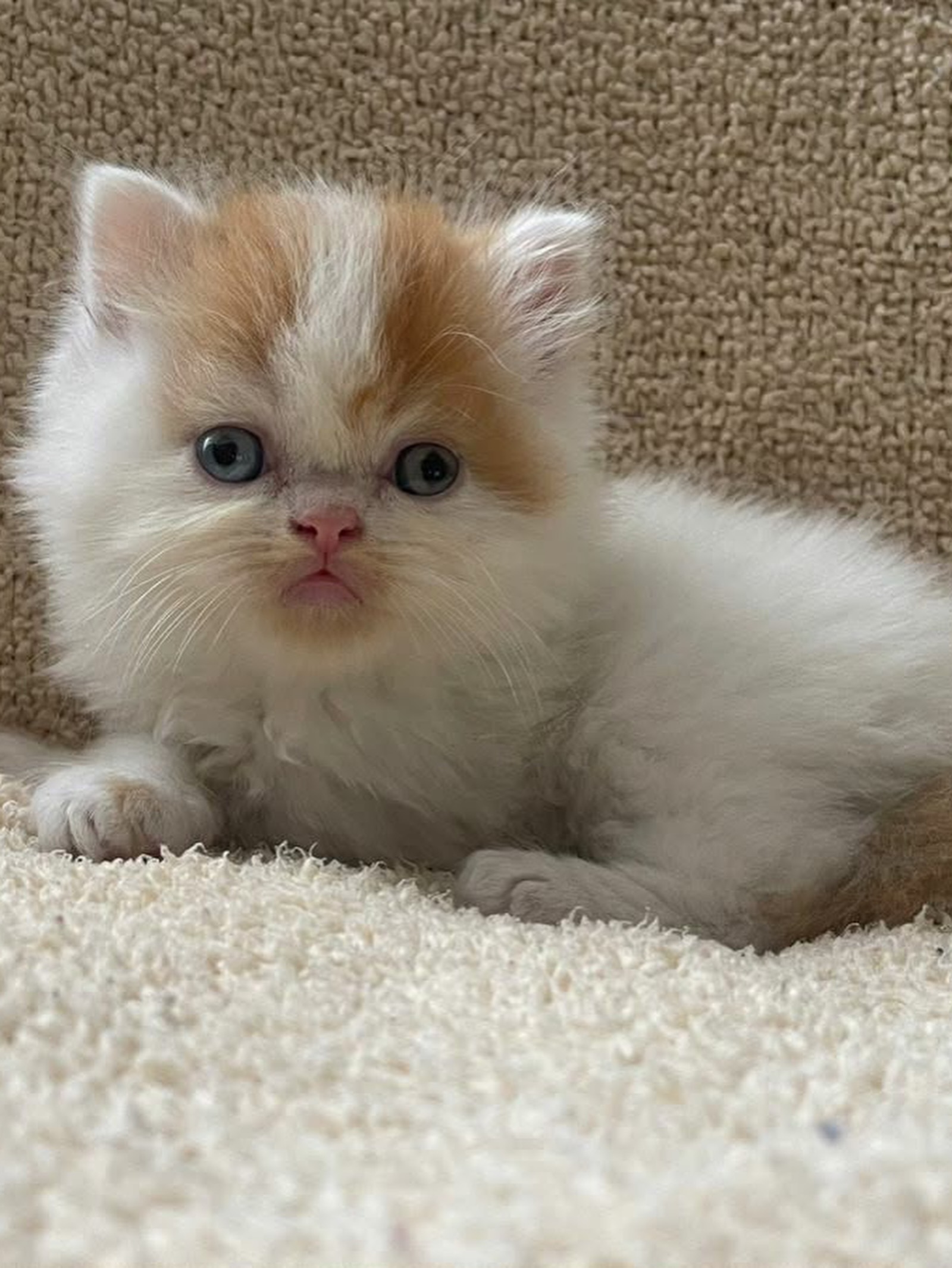 Los gatos persa son conocidos como los “gatos de los reyes” porque la Reina Victoria de Inglaterra tenía dos persas azules y los convirtió en símbolo de estatus en toda Europa. Desde entonces se les asocia con elegancia y exclusividad. Son una de las pocas razas que prefieren estar en el suelo — rara vez saltan a muebles altos, lo que los hace ideales para apartamentos y casas con decoración delicada. 😻