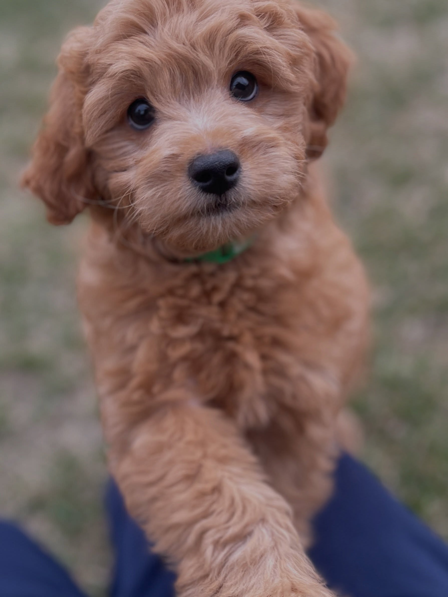 Meet Samwise, an 11-week-old Goldendoodle and the newest addition to Mynock’s Den! Sam specializes in naps, teeth-based quality control testing, and serving as our full-time cuteness specialist. Welcome aboard, little Sam, the most loyalest of all the Hobbitses🤗❤️! #mynocksden #goldendoodle #goldendoodlepuppy