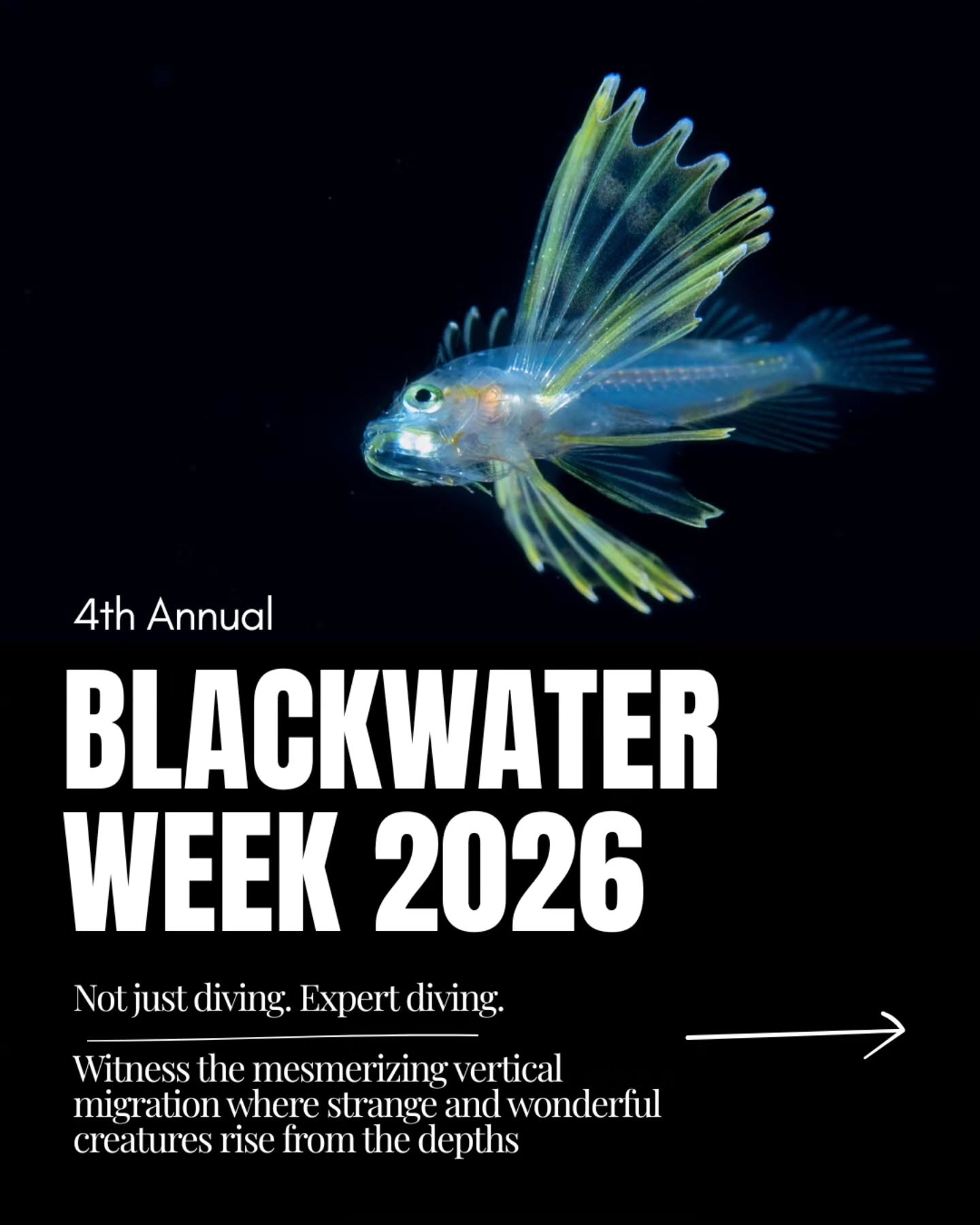 Not just a diving trip. An expert experience.
This isn't about logging night dives. This is about becoming something more.
For 8 unforgettable days, you'll descend into a world most humans will never witness. But here's what sets Black Water Week apart: You won't just observe this world—you'll learn to master it.
WHAT YOU'LL EXPERIENCE:
📸 Daily seminars with Mike Bartick @divecbr , the Foremost Authority on Blackwater Photography
Learn camera techniques, lighting setups, and identification skills that transform you from diver to explorer.
🐙 Six nights of guided 2-tank blackwater dives
Descend into the abyss with Aldora's expert team. Each dive is a new frontier.
🌠 Witness vertical migration
Watch the ocean's strangest creatures rise from the depths, illuminated only by your lights.
📷 Photo review sessions
Share your captures. Get expert feedback. Celebrate discoveries with a crew that understands the magic.
📍 Cozumel, Mexico | July 16-24, 2026
🎯 Limited spots | 6 participant minimum
💰 All-inclusive dive & stay packages
Link in bio to book your spot and become an explorer.
Info: frontdesk@aldora.com
#BlackwaterDiveWeek #UnderwaterPhotography #CozumelDiving #NightDiving #cozumel