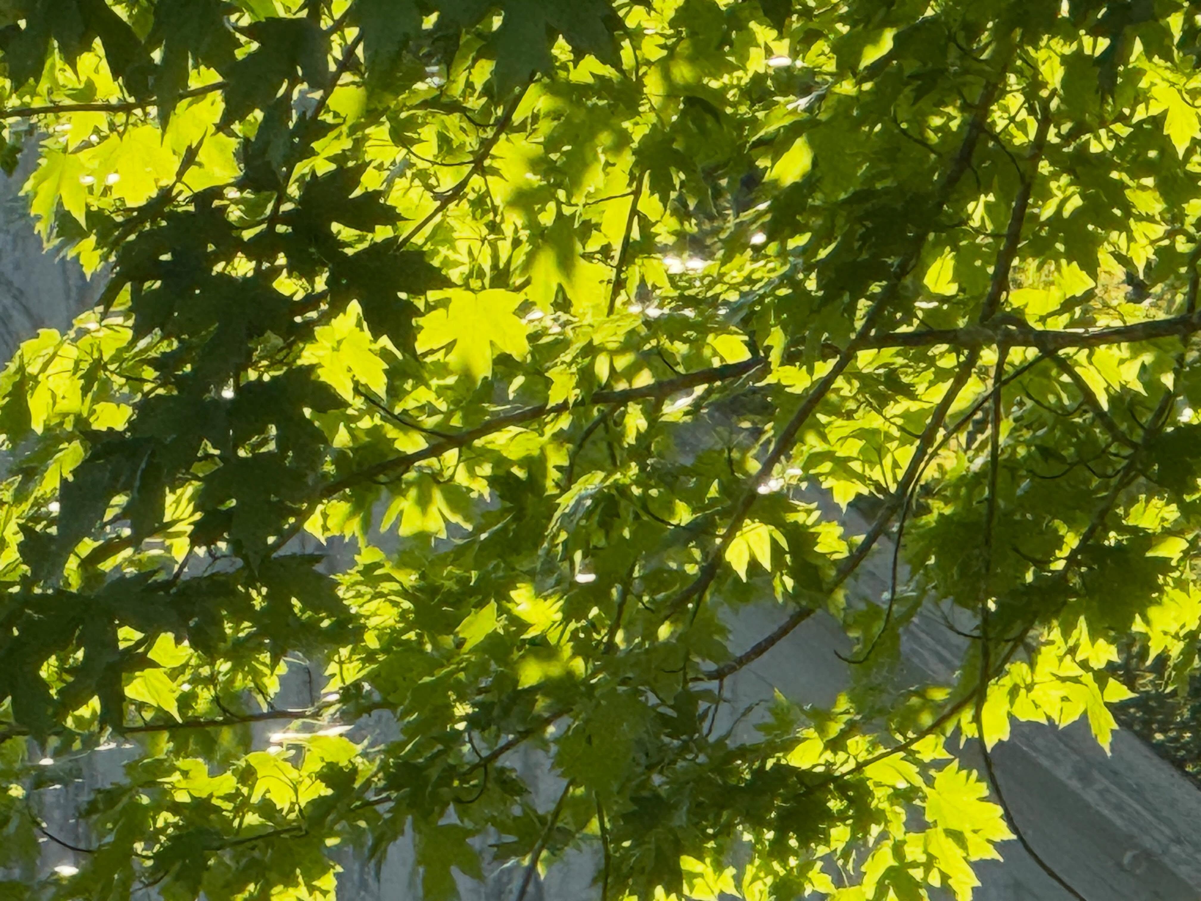 Sunlight on maple leaves. One of my favorite things.