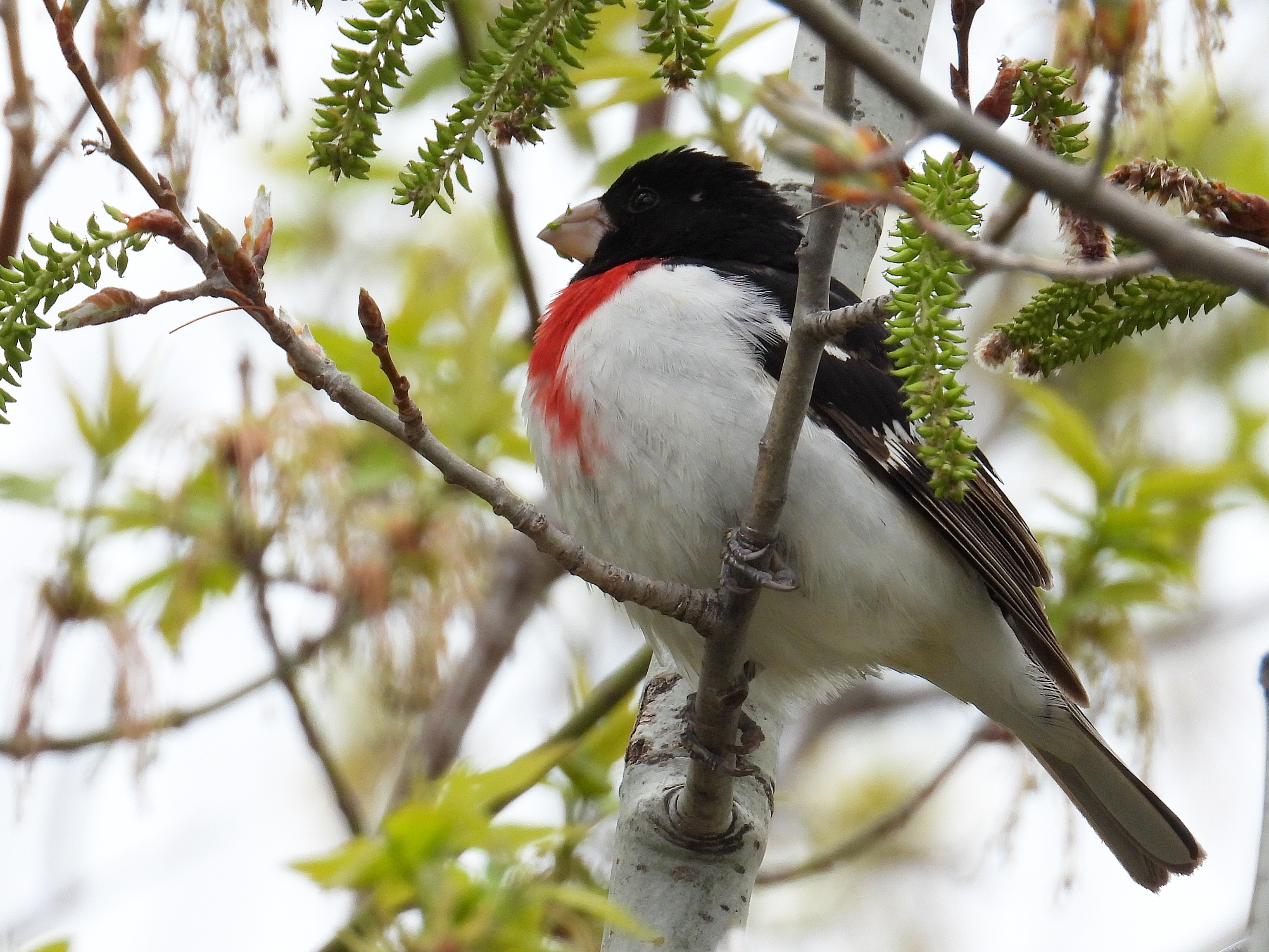 The continuing cold weather likely kept warbler activity low, aside from a few Yellow-rumped Warbler and a single Palm Warbler. Still, excellent looks at other birds brought us the bird joy we needed, especially three Rose-breasted Grosbeaks that seemed happy to pose long enough for everyone in the group to get great views.
Birding teaches us patience and hope. Sometimes the birds are not where we expect them to be, but that hope of seeing them again soon is part of what keeps us getting back outside.
Slide 1: Rose-breasted Grosbeak (male)
Slide 2: Amazing and hardy UMIBC birders
Slide 3: UMIBC birders walking to King’s Park
Slide 4: Eastern Phoebe
Slide 5: Empidonax sp.
Slide 6: Greater Yellowlegs
Slide 7: Two male Wood Ducks
Slide 8-11: Our checklist for today’s walk
7 Canada Goose
6 Wood Duck
7 Mallard
1 Spotted Sandpiper
3 Solitary Sandpiper
1 Greater Yellowlegs
1 Ring-billed Gull
6 American White Pelican
2 Downy Woodpecker
2 Empidonax sp.
3 Eastern Phoebe
3 Blue Jay
2 American Crow
5 Black-capped Chickadee
1 Ruby-crowned Kinglet
6 White-breasted Nuthatches
2 Red-breasted Nuthatches
2 Swainson’s Thrushes
4 American Robin
2 House Finches
10 Chipping Sparrow
12 White-throated Sparrow
2 Song Sparrow
3 Red-winged Blackbird
3 Brown-headed Cowbird
1 Palm Warbler
3 Yellow-rumped Warbler
3 Rose-breasted Grosbeak
#indigenousbirders
#rosebreastedgrosbeak
#birdjoyisresistance
#mentalhealth
#nature