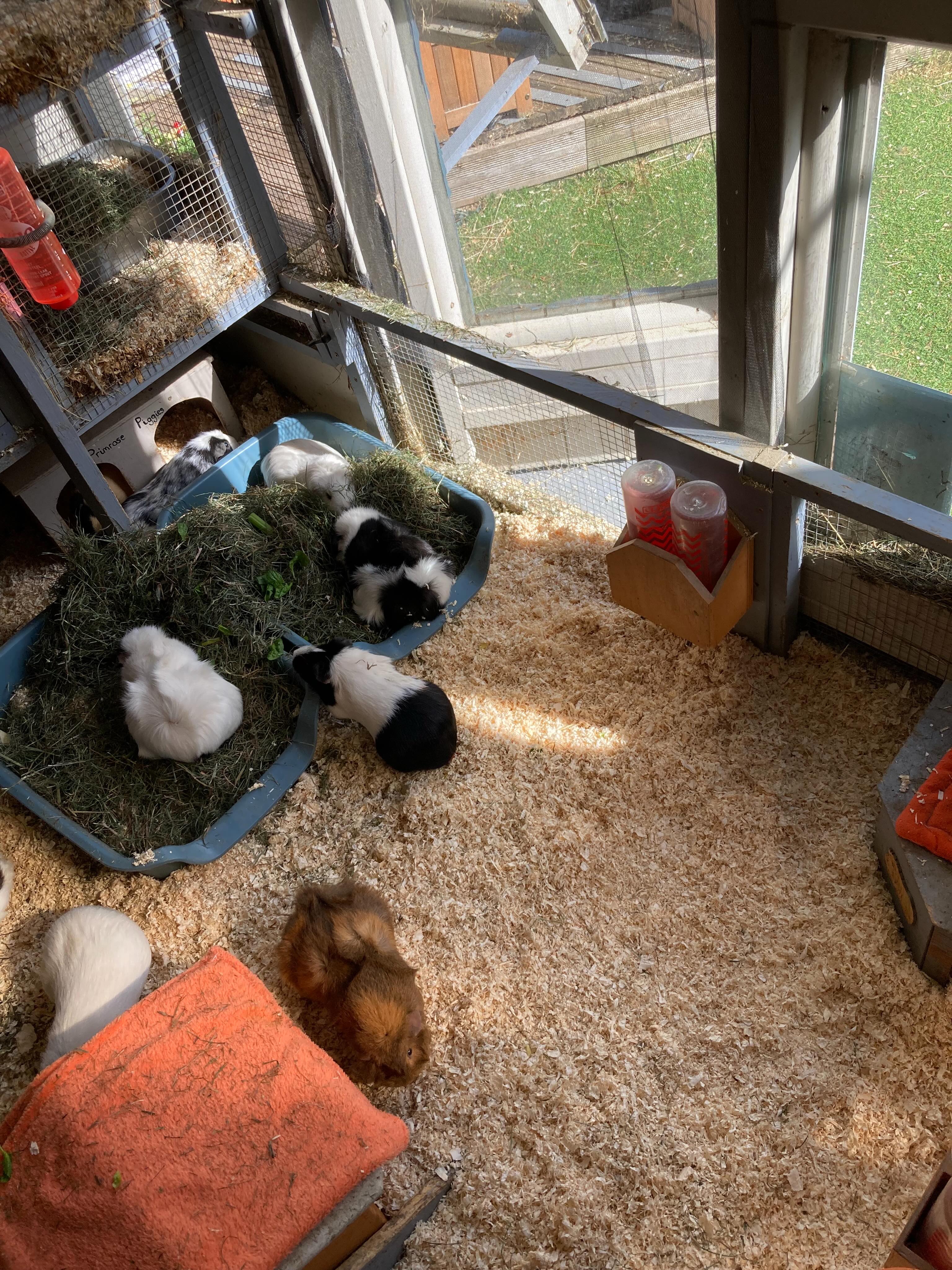 A corner of The Lodge, just a snapshot of piggies happily doing their thing. ❤️❤️ #guineapigs #bedfordshire #happy