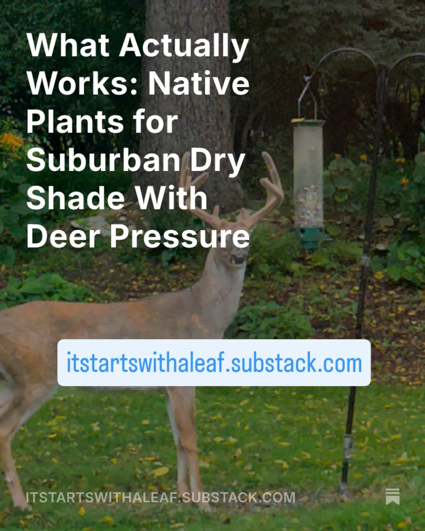 New post up on Substack! This one comes with a handy list of native plants that can actually stand up to our most difficult gardening conditions: dry shade with deer pressure. Check it out at itstartswithaleaf.substack.com.
