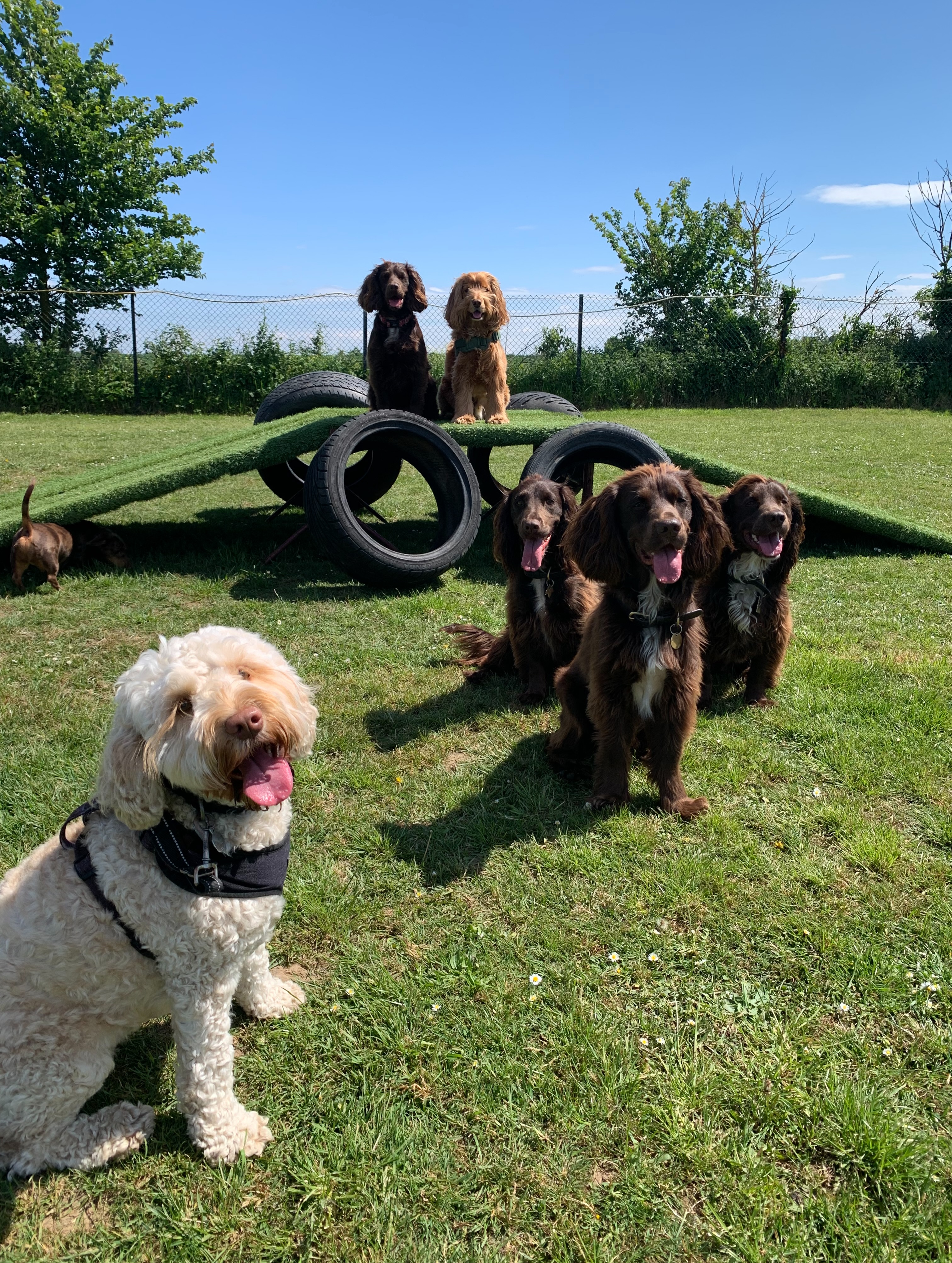 📸 Last week’s Pawtos… 🐾
Featuring four new doggies! Little Winnie has gained a brother, Snoopy 🐶💛
Ernie has been enjoying some “get to know me” visits and walks, as he needs a little extra time to build trust with Mia before she can help his pawrents with holiday cover ✨
Plus, new girls Daphne and Rosie have been having lunchtime home visits to help break up their day 🏡🐾
And of course, all our lovely regular pups have made it another fabulous week, from solo walks, secure field sessions, garden playtime to group adventures and weekend walks 🐕🌿☀️
#dogwalker #dogwalkergreatwakering #dogwalkerrochford
