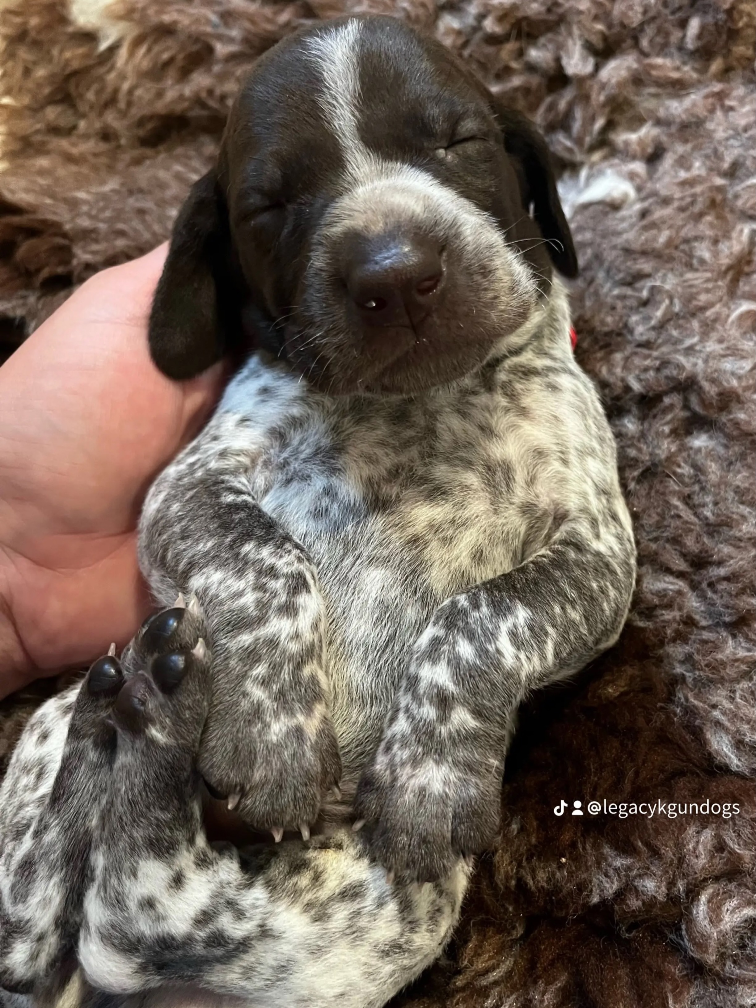 Puppy spam 🧡
Storm x Bravo baby #puppies #puppiesoftheday #gsppuppies #birddogs #legacyk @billynheff @itsjustdory