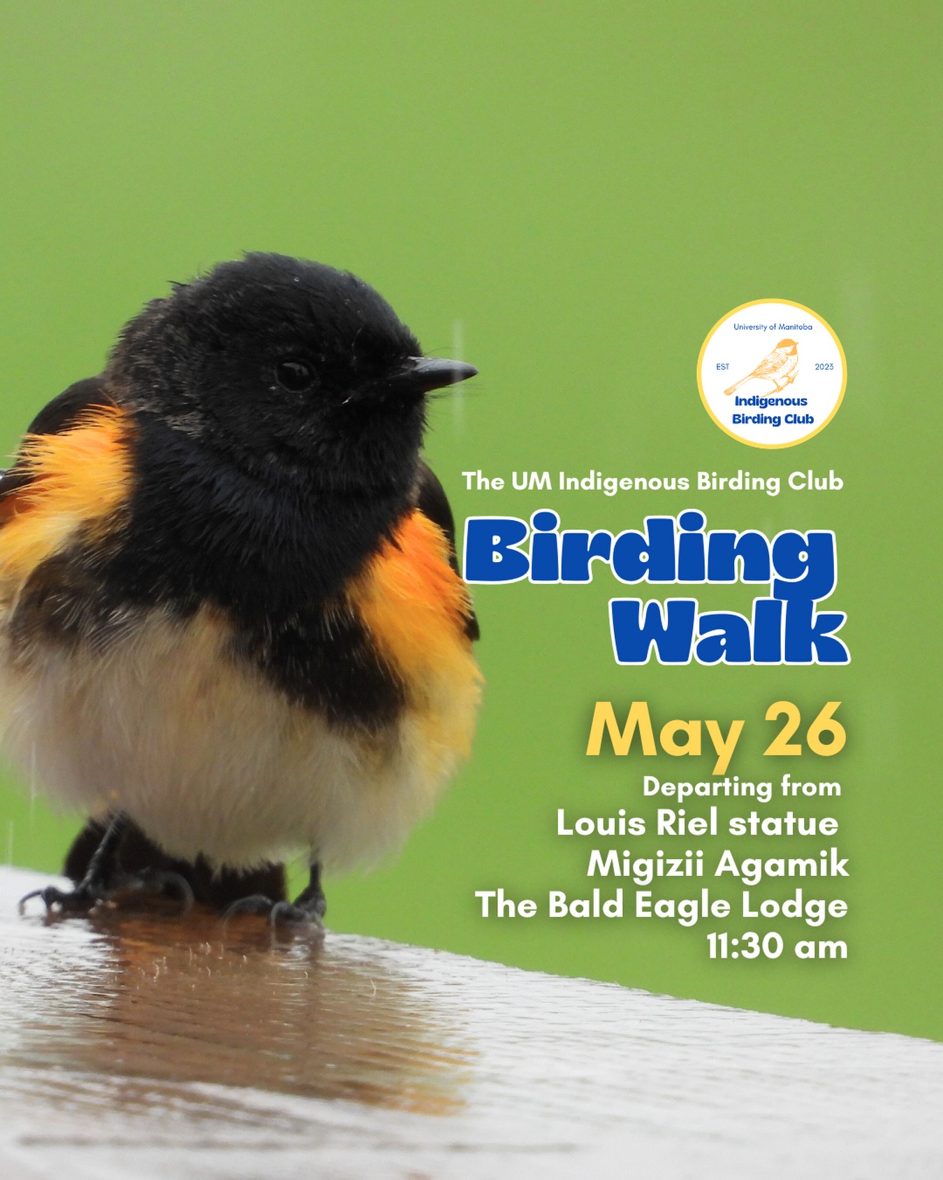 Join us for a relaxed, 1.5-hour birding walk that begins at Migizii Agamik – Bald Eagle Lodge. We will gather at 11:20 a.m. by the Louis Riel statue, with the walk starting promptly at 11:30 a.m. The walk will take us to King’s Park, or another nearby location, at a leisurely pace, allowing us to enjoy our feathered relatives in the green spaces on and near campus.
These walks are open to BIPOC (Black, Indigenous, and People of Colour) folks and allies who share our belief that birding is for everyone, regardless of experience. Whether you’re new to birding or a seasoned enthusiast, we welcome you to join. Just dress for the weather and be sure to bring sunscreen and water. If you don’t have your own binoculars, we have some available to borrow.
Our walks are an opportunity to connect with nature, build community, and learn from one another in a relaxed and supportive environment. Feel free to participate at your own pace, there’s no need to stay with the group the entire time, and you’re welcome to come and go as you please.
Accessibility Information:
The walk covers a variety of paths, including pavement, grass, dirt, and gravel, with mostly flat terrain and a few gentle slopes.
Washrooms are available approximately halfway along the walk.
If you need assistance or have specific accessibility requirements, please let us know in advance so we can do our best to accommodate you.
Parking:
Please note there is NO free parking on campus M-F from 8:30 a.m. to 4:30 p.m. Parking is available in the Parkade and at metered spaces for a fee.
We look forward to seeing you there!
📷: @justinleerasmussen
@umindigenous