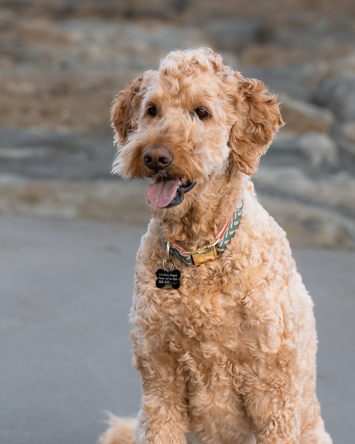 You know a dog is loved when their personality has its own storyline. Max is sweet, gentle, and in the summer he sports a blue mohawk like the main character he is. His mom loves him so much she didn’t just tell stories about him... she wrote and published a book about him! That’s next-level dog mom love.
#dogmom#novascotiaphotographer#petphotographer#novascotia