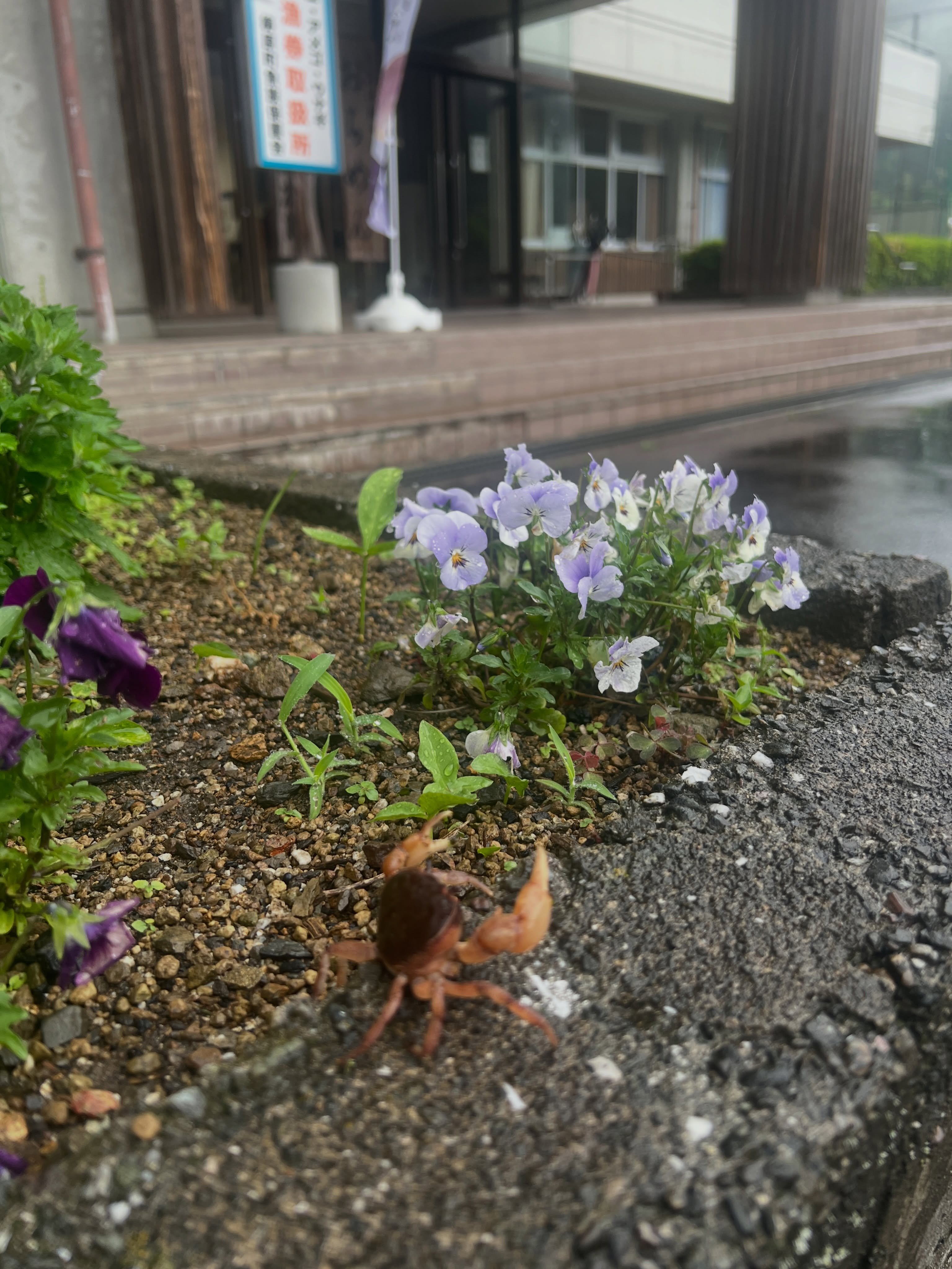 小雨が降っています
遊友館に可愛いお客様🦀
遊友館近くには川が流れているので登ってくるのでしょう
#遊友館 #越知面小学校 #沢蟹 #小雨