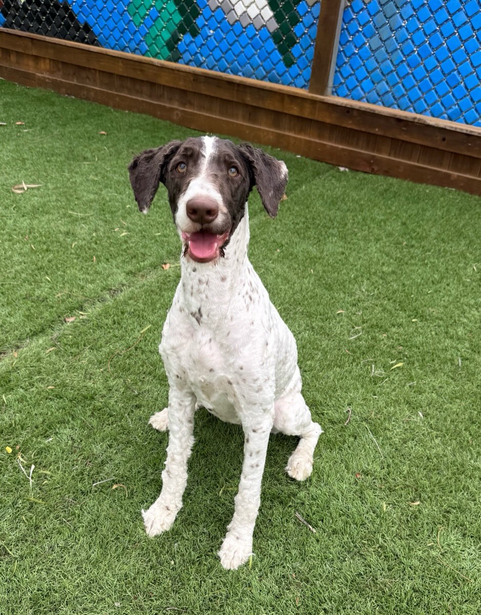 This is Raven. She is an 11 month old Labradoodle. She came in with her sister Hadley. Both are very friendly and have learned to walk on a leash. They had to be shaved down when they came in. We would like to keep them together.