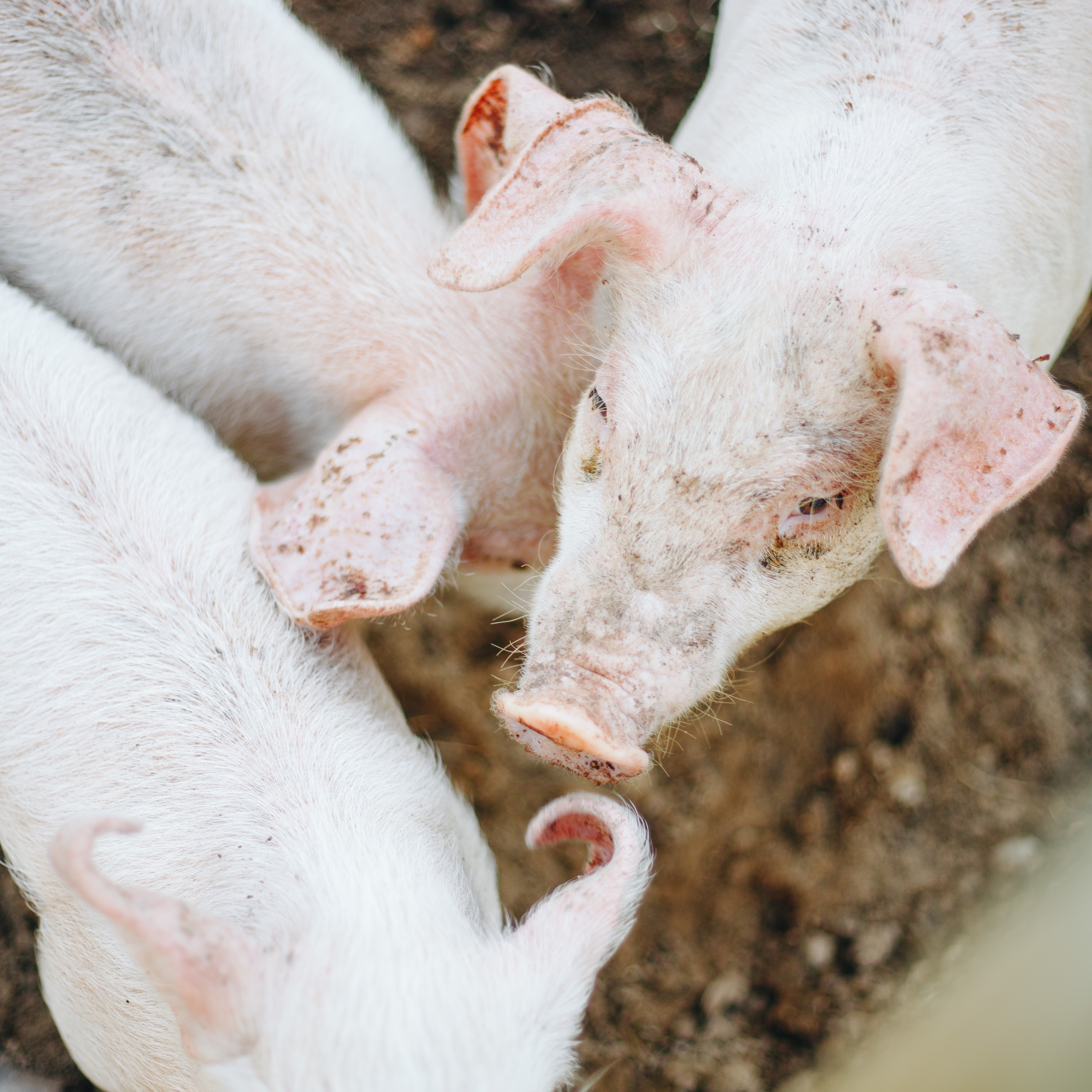 Talking about new life... We have the '3 little pigs' on the farm. After watching animal farm with fam, the kids have named them, Snowball, Napoleon and Puff the littlest. They are a mix of Berkshire and Camborough. Margot our little animal whisperer has been helping with them everyday without us asking. That sweet pea!