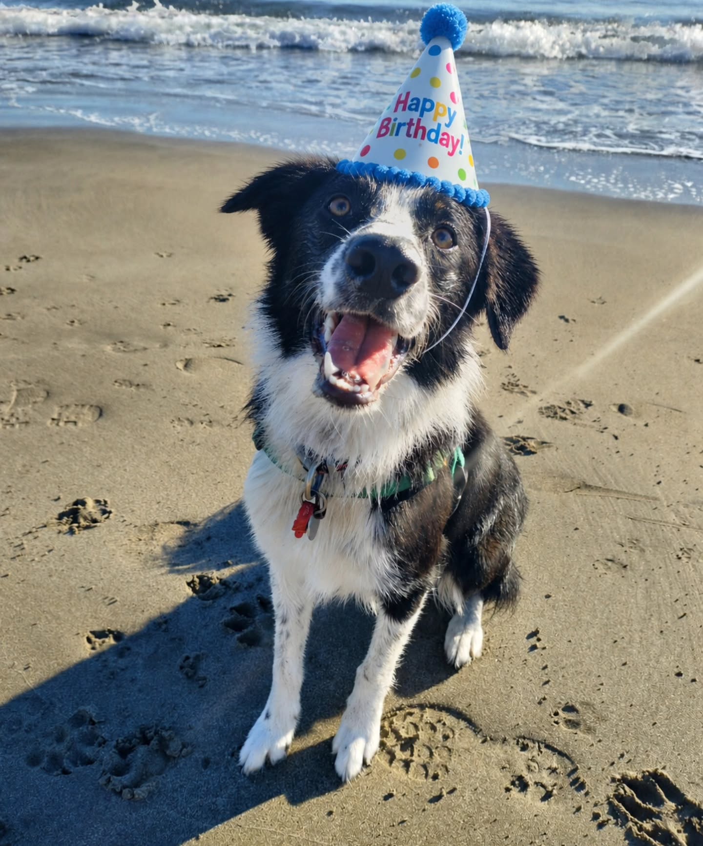 Happy 1st Birthday River. You have grown into such a confident, outgoing, well behaved handsome pup. We absolutely love having you out with us and we hope you had a great day.
ChatGPT for the birthday hat win đ
#collie #dogwalking #handsome #birthdayboy