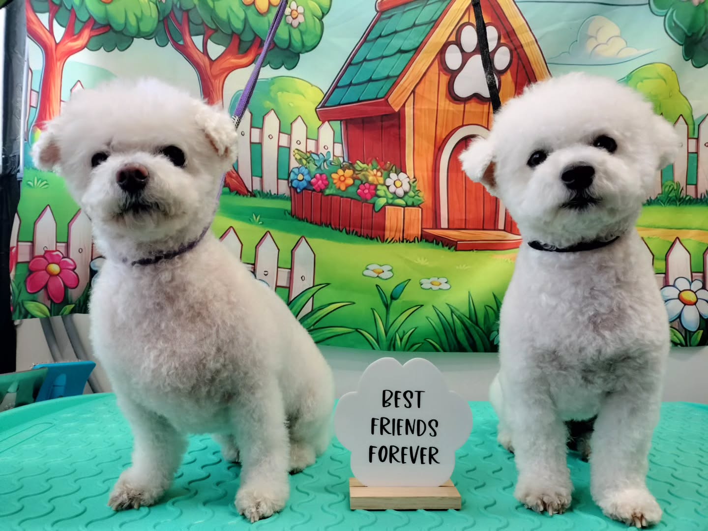 How adorable are these two!! Coco and Enzo đ„°đ
#oldgirl #bichonfrise #sisbro