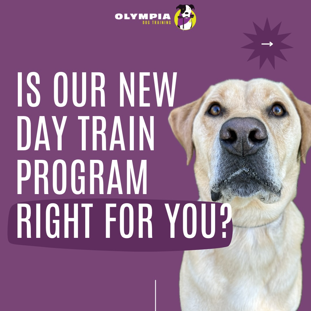 Since we added a Day Train option for new clients back in the Fall, it has been our most popular program by far!
If you’ve been wanting to take advantage of our off-leash training option but didn’t want to send your dog away for a board and train, the Day Train program is for you! Comparable in price and results to our Hybrid Program, the Day Train is great for working families as an alternative to daycare as well as accommodates our clients that are a bit further away so they can make the most out of their drive and their dog’s time with us.
Schedule a phone consultation on our website to learn more
**ODT Alumni: If you’ve already been through training with us and want to take advantage of some tune-up training and socialization for your dog while you work, we are now offering à la carte Day Train days for our past and present clients. Shoot us a message for more info.**
#michigandogtraining #michigandogtrainer #oxforddogtraining #noassholedogs