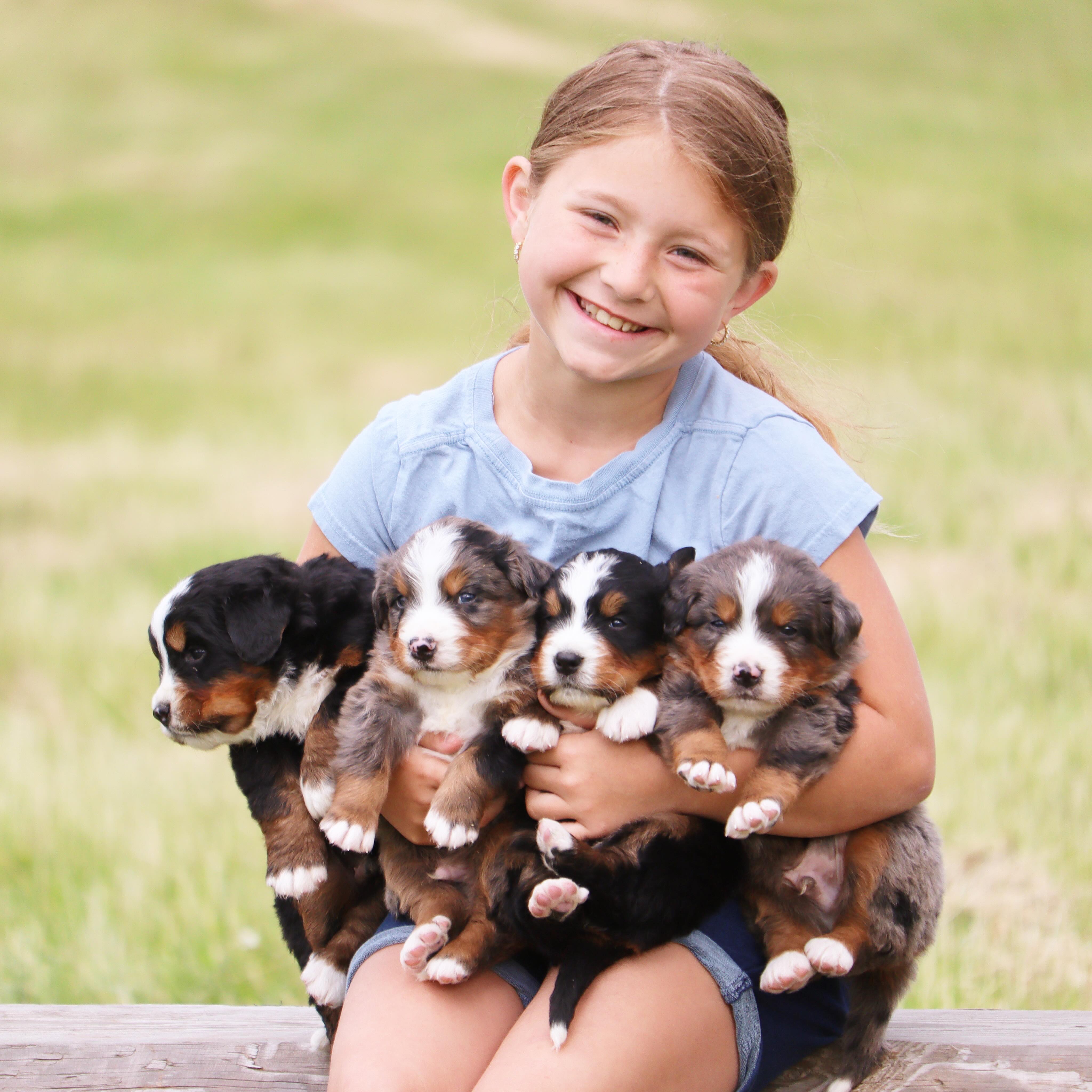 Tetris & Deans Australian Mountain dog puppies ☀️ #lkaustralianmountaindogs #baussies #australianmountaindogs #berneseaussiecross