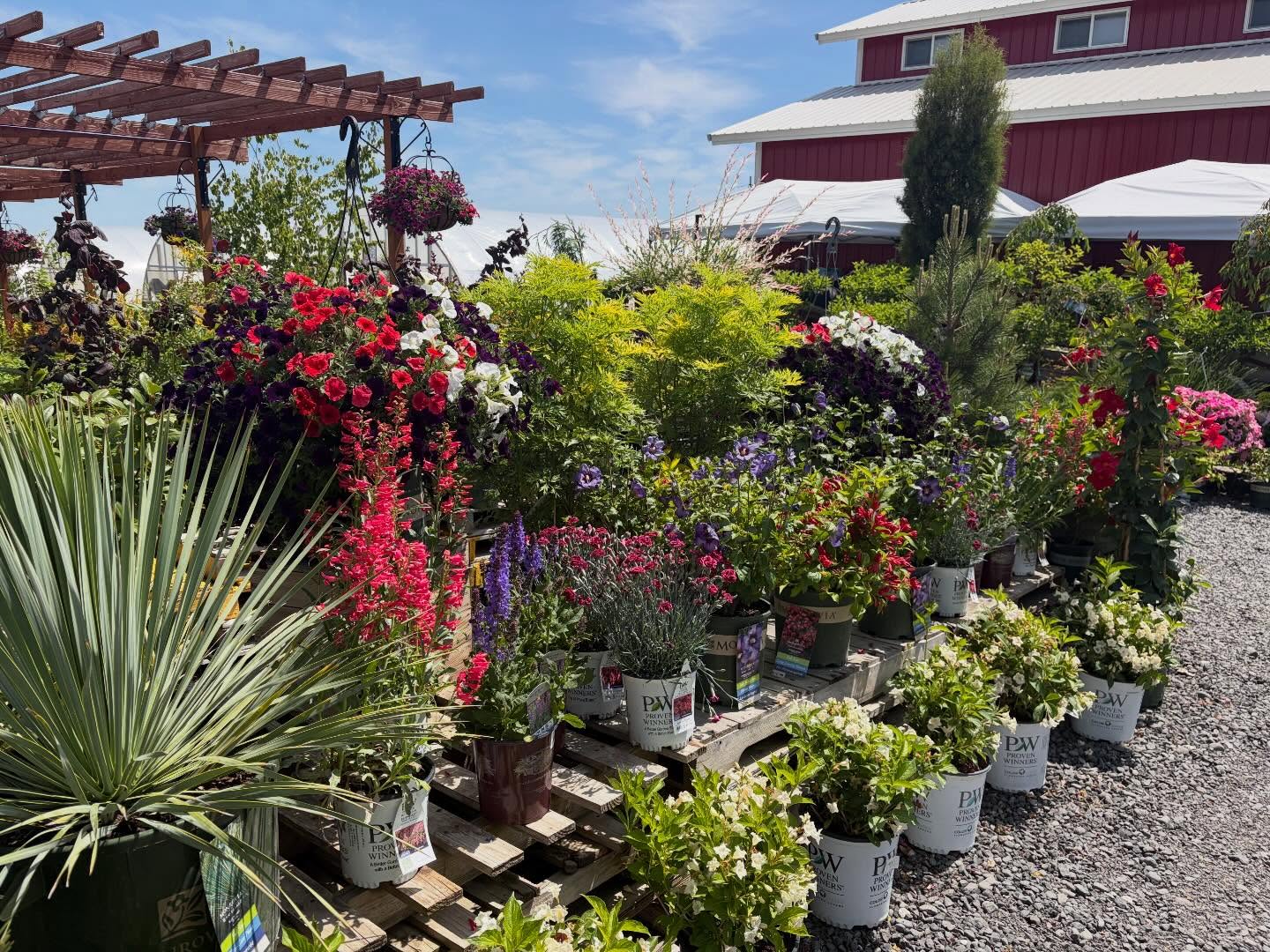 🇺🇸 Red, white, and bloom for the long weekend 🌸 Our front table is all dressed for the occasion! Wander, shop our plant sales, and enjoy some sunshine at the nursery this weekend! ☀️