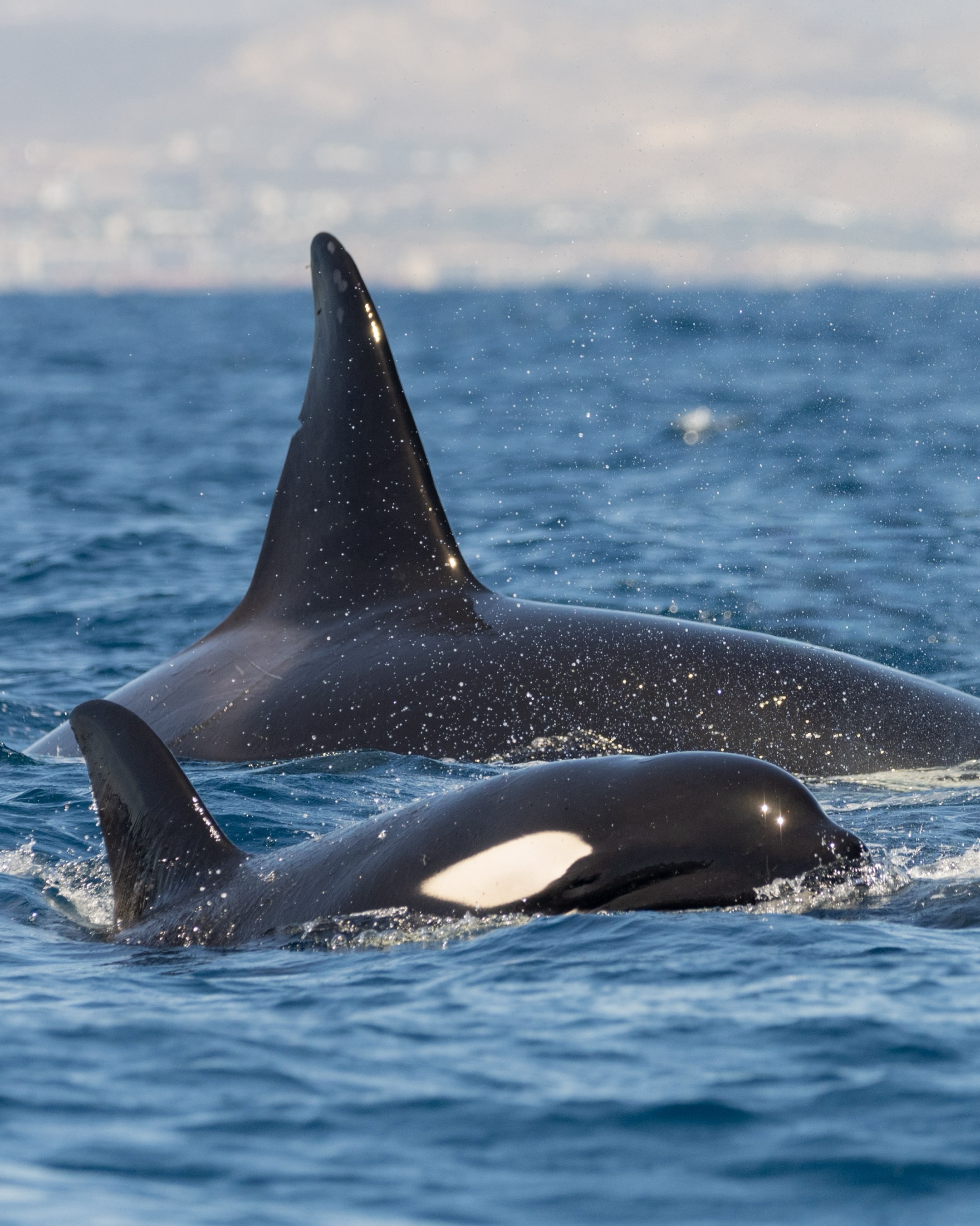 👁️🗨️ La manada no es solo un grupo, es la unidad fundamental de la vida de una orca.
Casi siempre las vemos en grupos, desde unos pocos individuos hasta más de 20. Y cuando aparece una agregación enorme, es probable que coincidieron temporalmente.
Lo que hoy sabemos sobre cómo se organizan socialmente viene de estudios de poblaciones en Columbia Británica, Washington y Alaska. Investigadores siguiendo a las mismas manadas, reconociendo individuos por sus aletas y marcas, construyendo historias de linajes.
🔘 Pero… ¿cuánto de estas estructuras aplica a las orcas que nadan por el Golfo de California? Una pregunta que todavía está abierta.
— ENG —
👁️🗨️ The pod isn’t just a group, it’s the fundamental unit of an orca’s life.
We almost always see them in groups, ranging from a few individuals to more than 20. And when a large aggregation appears, it’s likely they were in the same place at the same time.
What we know today about how they are socially organized comes from population studies in British Columbia, Washington, and Alaska. Researchers follow the same pods, recognizing individuals by their fins and markings, and piecing together lineage histories.
🔘 But… how much of this structure applies to the orcas that swim in the Gulf of California? A question that remains open.
-
-
-
-
-
orcas, wildlife, ocean life, marine life, whale watching, killer whales, nature lovers, ocean conservation, save the oceans, dolphins, orca encounter, protect wildlife, nature photography, cetaceans, marine wildlife, explore the ocean, Gulf of California, cabo wildlife
