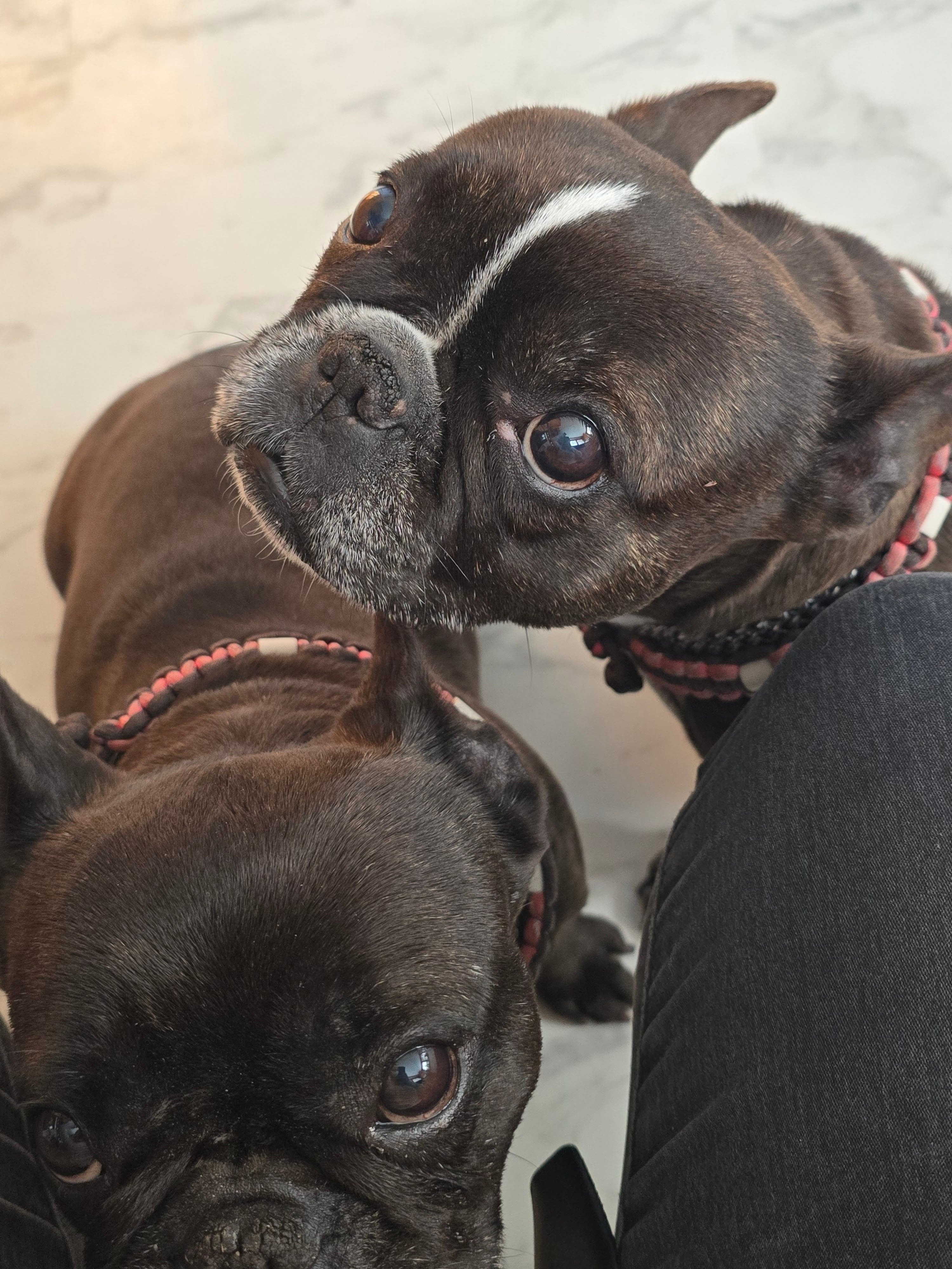 „POV: Du hast gerade gegessen … aber tust so, als wäre seit 3 Tagen nichts passiert. 👀🐶🍽️
Fiona prüft aktuell, ob irgendwo noch ein zweites Abendessen versteckt ist.“ 😅