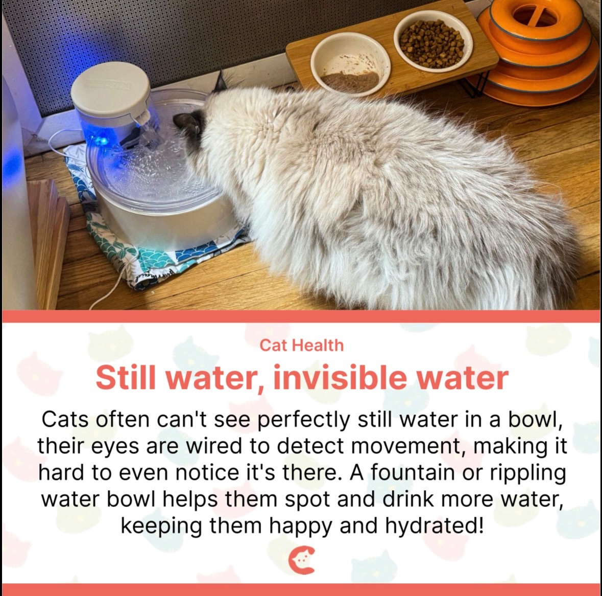Did you know your cat might be ignoring their water bowl not out of stubbornness, but because they literally can’t see it? Cats’ eyes are built to detect movement, it’s a survival instinct hardwired from their days as wild hunters. Still, flat water in a bowl reflects light in a way that makes it nearly invisible to them, which is why so many cats seem uninterested in drinking enough.
That’s where pet water fountains come in. The constant flow and ripples make the water visible and appealing to your cat’s natural instincts, and as a bonus, moving water stays fresher and more oxygenated too. Many cat pawrents notice a huge difference in how much their cat drinks after switching from a static bowl to a fountain.
Keeping your cat well-hydrated is more important than you might think, it supports kidney health, digestion, and overall wellbeing. So if your cat turns their nose up at their bowl, don’t blame them. Try giving the water some movement, and watch them finally take an interest! 💧🐱