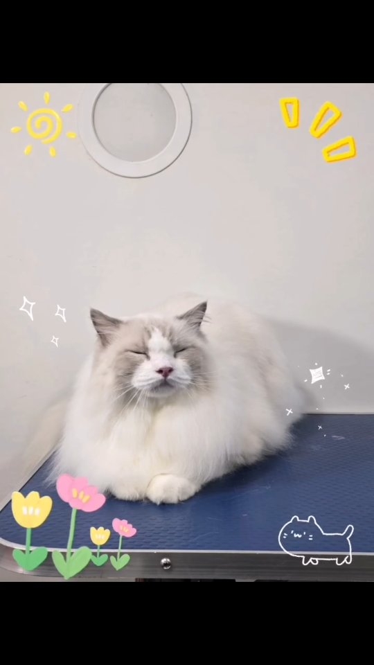 A monthly grooming session can keep your cat in its best condition.🤍🩶
-
-
-
-
-
-
-
#PetsMan #petmobilegrooming #doortodoorservice🚗🏡 #petlovers #petgrooming petslove petsgroomer petsgroomingPetsMan 🛁🐶🐱
📍Service Area : KL / KLANG VALLEY AREA
Feel free to DM us for more info !
WhatsApp us for appointment 0175233811 ☎️