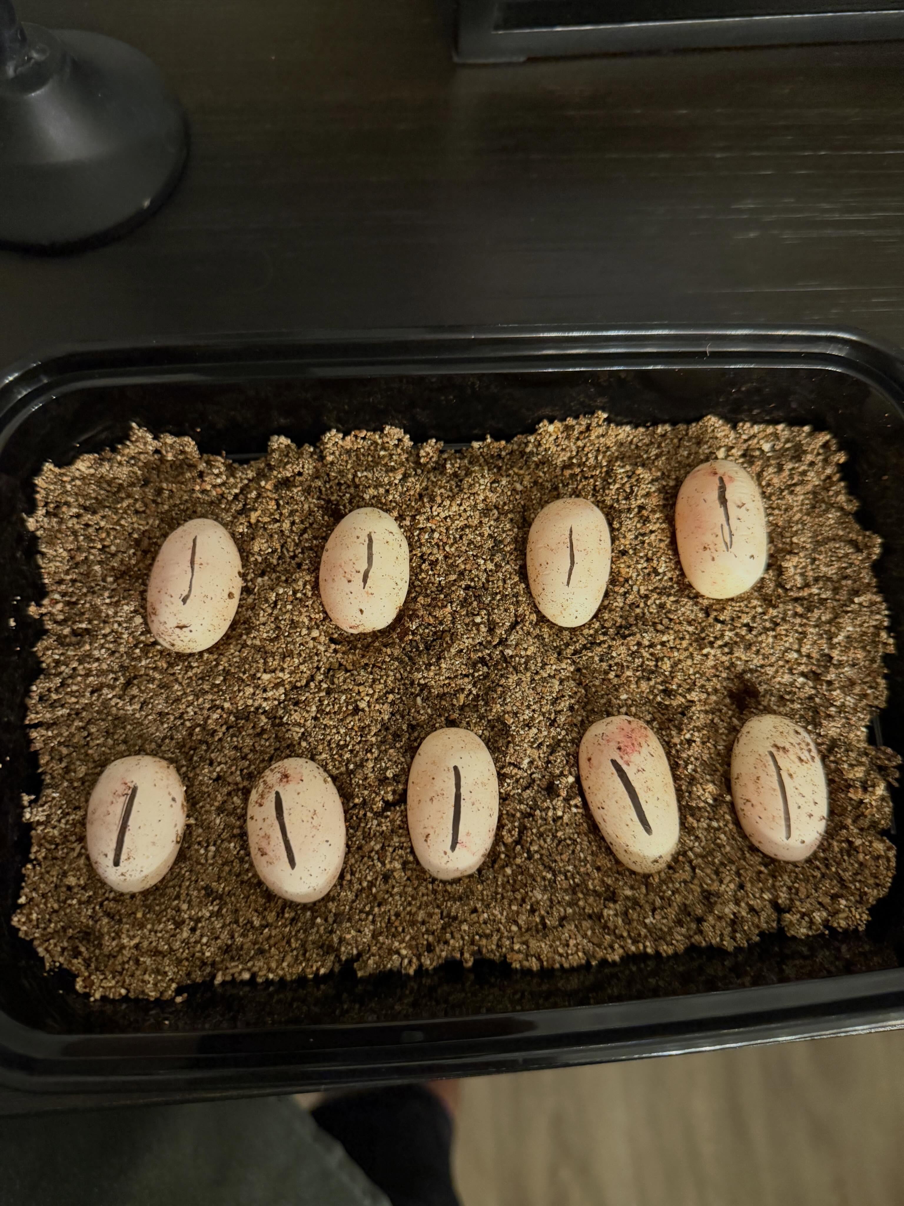 Feeling very grateful today. We’ve been quietly growing out our little hognose army for nearly 3 years. Today marks a very important milestone for us, our first snake eggs.
We bought this girl (Het Sunburst) last year hoping to potentially kickstart our breeding a season early, but Mother Nature had other plans. She threw all slugs. We fed her up all season, brumated her, and this time around boom 💥 9 beautiful eggs.
The male is a stunner, AAA Sunburst (Arctic Anaconda Albino Sable) produced by @jmgreptiles.
The female is a Het Sunburst (Albino Sable).
Thank you to my favorite hognose breeders @jmgreptiles @exotic_fire_hogs_ for all of your wisdom, and answering a million newbie questions throughout the process. Cheers to a killer 2026 season!! 🍻
#hognose #hognosesnakes #hognosebreeder #snakesofig #heterodonnasicus