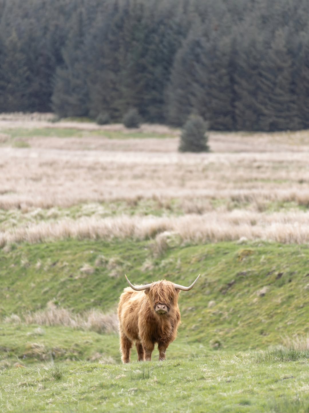 B ò G H à I D H E A L A C H
I'll never get sick of photographing these guys. Maybe I should open a Highland Cow page 😆
.
.
.
#naturephotography #travelphotography
#Scotland #instadaily #wildlifephotography