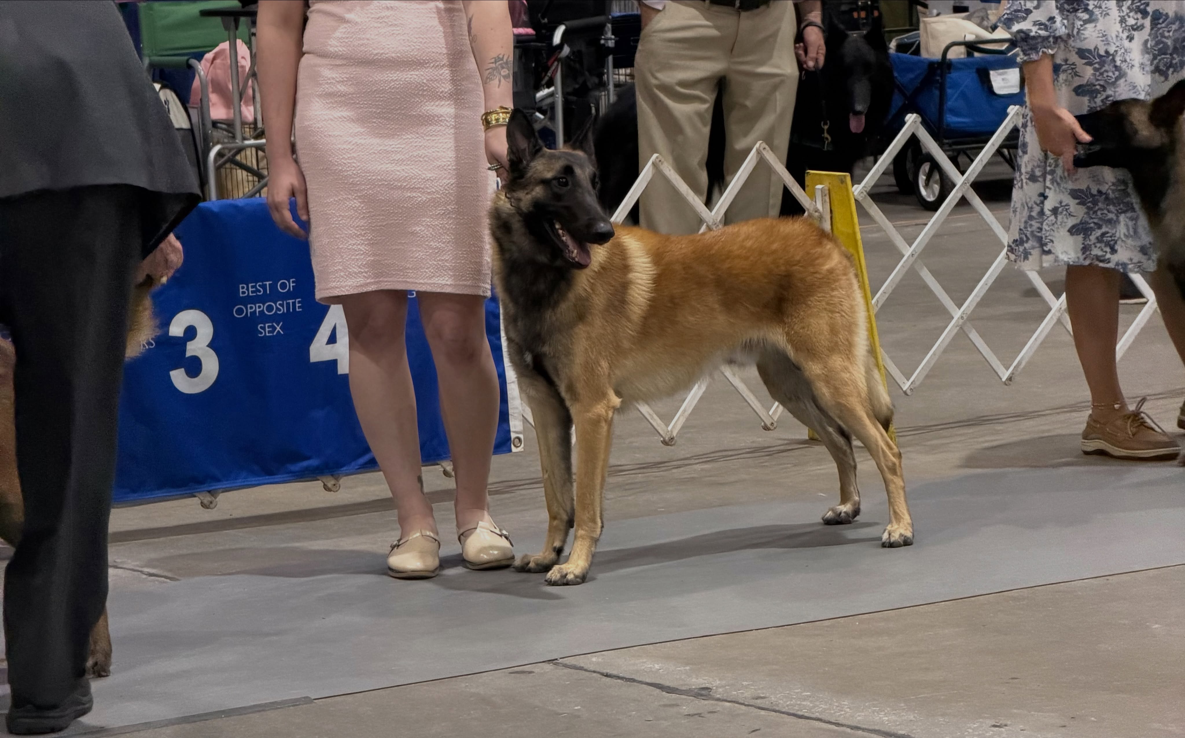 What another great show weekend at the
🌴City of Palms Cluster 🌴
Kaiju:
• BOW & BOS under judge Merle Taylor
• BOS under judge Raymond Filburn
Puff:
• BOW under judge Raymond Filburn
• BOS under judge Robert Robinson
Thank you to everyone who helped me this weekend.
Kaiju is now half way to her AKC CH 💕
•
•
#belgianmalinois #malinois #akc #sportdog #workingdog