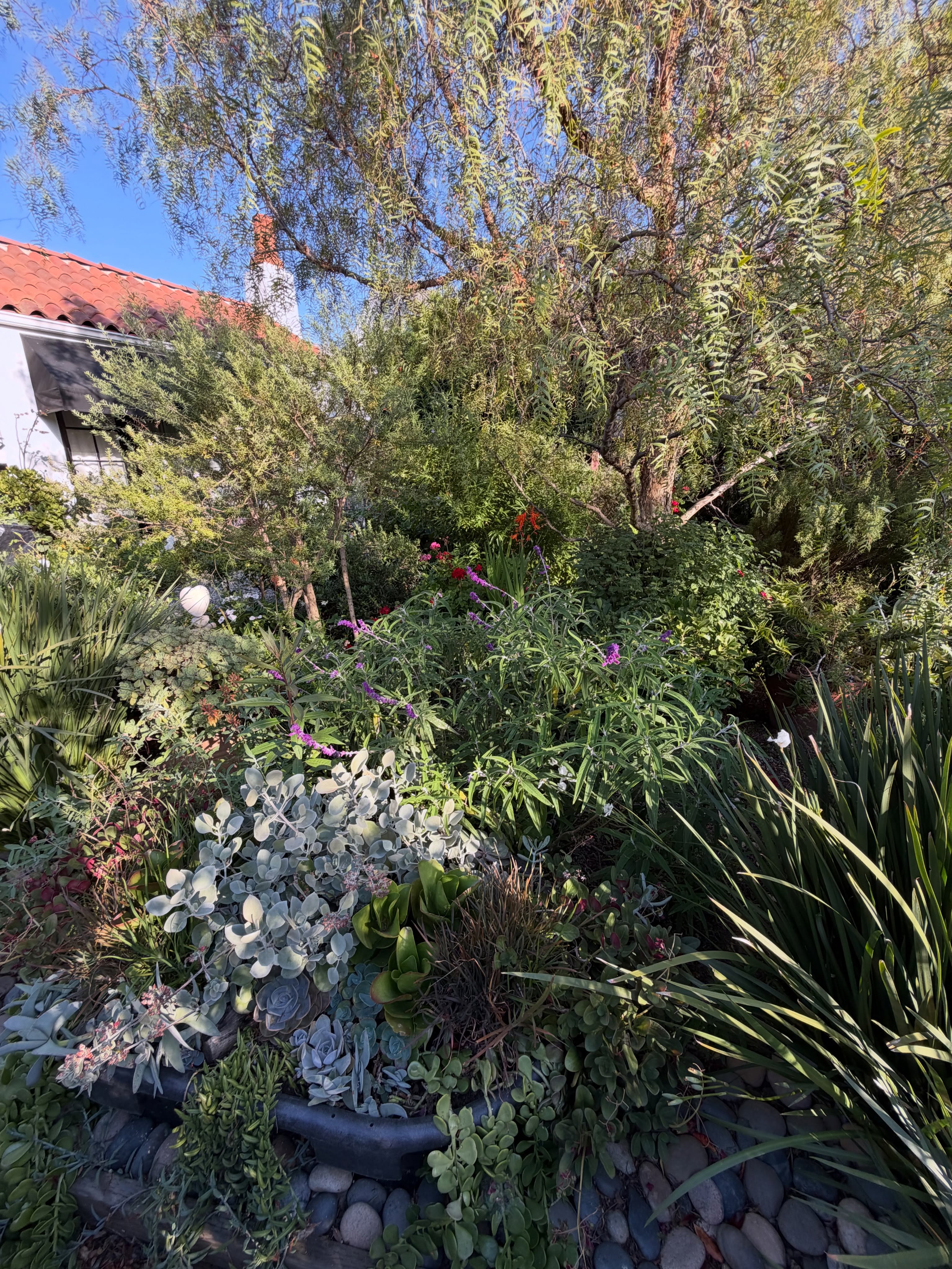 Looks a little wild but what time of year it is in this garden!
Lots of bees & birds, especially hummingbirds and bugs! It’s a very natural garden. #virgodesignsandlandscaping #beverlyhills #infullbloom