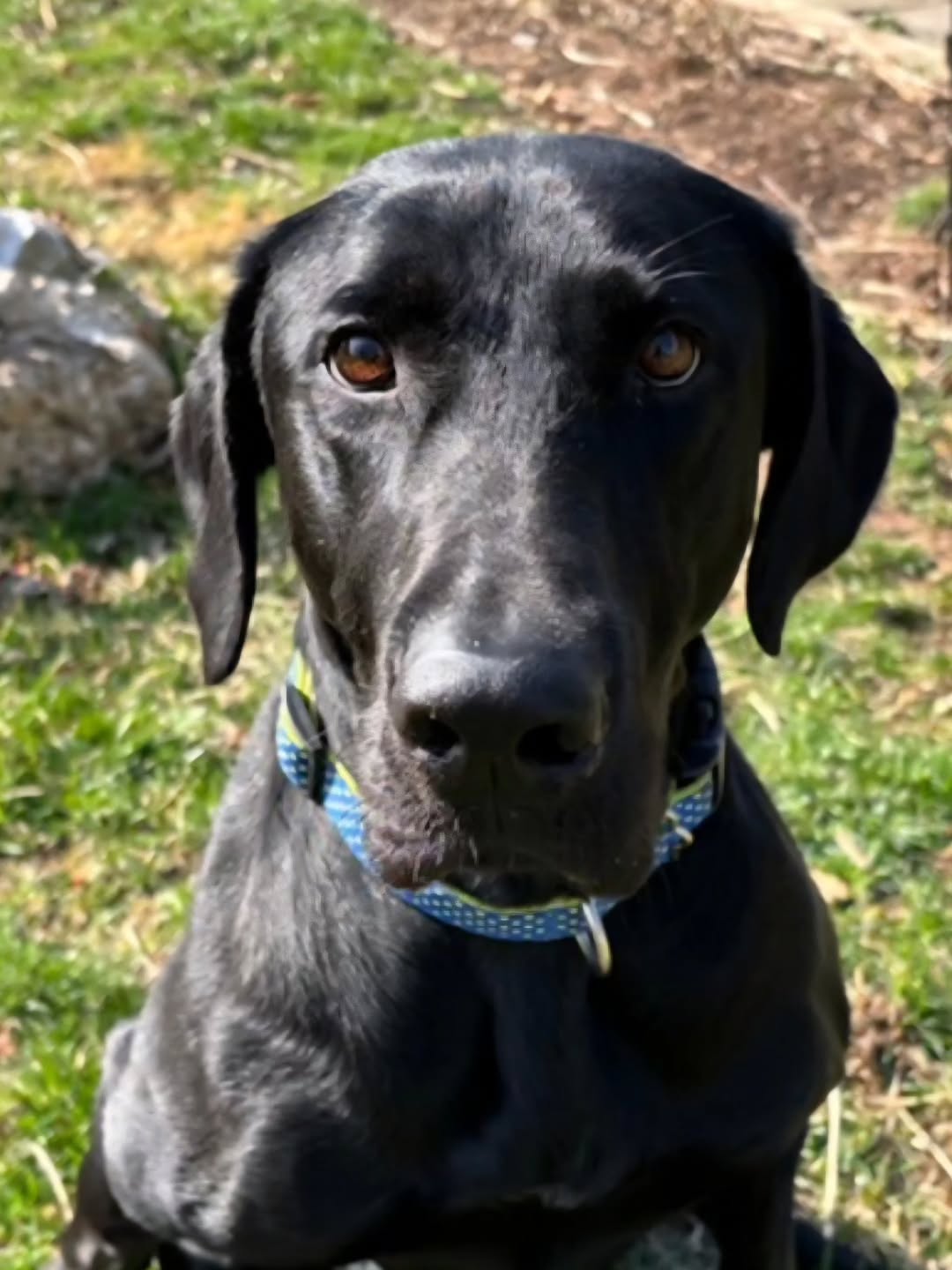 SOOKIE
2-yr-old female
~ 62 lbs
Needs: Single-family home with no steps; physical fence required
Good with: Kids 8+ and dogs; unknown with cats
House trained: Signals to go out
Crate trained: Unknown
Status: With a foster
Working on: Getting stronger each day
Enjoys: The great outdoors, play dates, belly rubs, snuggles
Sookie is the sweetest soul with a heart as big as her resilience. Though she’s a disabled pup, she has already overcome so much and continues to make progress with each new step she takes. Sookie adores other dogs and her gentle nature makes her the perfect fit for kids 8 and up. If you have room in your heart for a dog who has beaten the odds, this gorgeous girl will reward you with a lifetime of devotion and gratitude.
Lab Rescue adopts dogs to VA, MD, DC, PA, WV, DE and NC with most dogs fostered in MD or VA. Complete an application at lab-rescue.org/adopt (please see link in bio).
#labrescuelrcp #nobetteroptionthanadoption