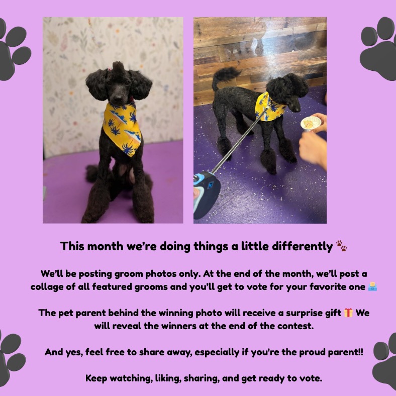 This month we’re doing things a little differently 🐾
We’ll be posting groom photos only. At the end of the month, we’ll post a collage of all featured grooms and you’ll get to vote for your favorite one 🗳️
The pet parent behind the winning photo will receive a surprise gift 🎁 We will reveal the winners at the end of the contest.
And yes, feel free to share away, especially if you're the proud parent!!
Keep watching, liking, sharing, and get ready to vote