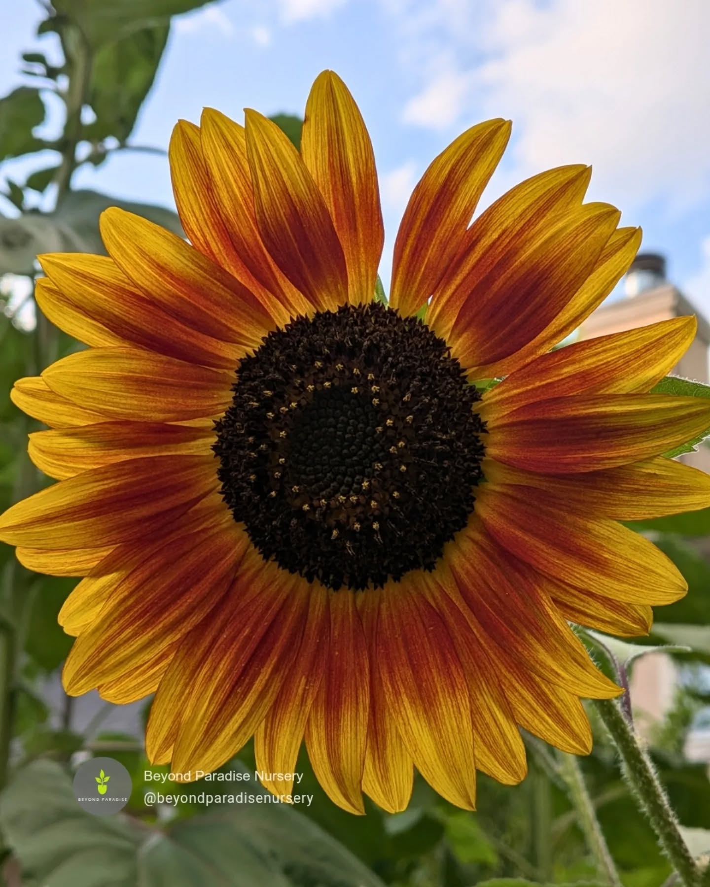 🌻 Pictured is @botanical_interests Heirloom Beauties Sunflower Seeds grown in our garden.
*CURRENTLY SOLD OUT
Produces a multitude of blossoms for a generous amount of cut flowers and lots of pollinator activity all summer long. This mix grows 4-8' w x 4-6' h
The size of the flowers range.
🌻 Lemon Queen: 5–7" wide, lemon yellow.
🌻 Autumn Beauty: 5–8" wide in autumnal shades of orange, yellow, gold, and maroon bi-colors.
🌻 Velvet Queen: 4–6" wide crimson/rust red.
Will bloom from Summer to the first frost. ☀
Sunflower varieties in stock!
✔ Sunflower Evening Sun
✔ Sunflower Mammoth
#sunflower #beyondparadisenursery #flowers