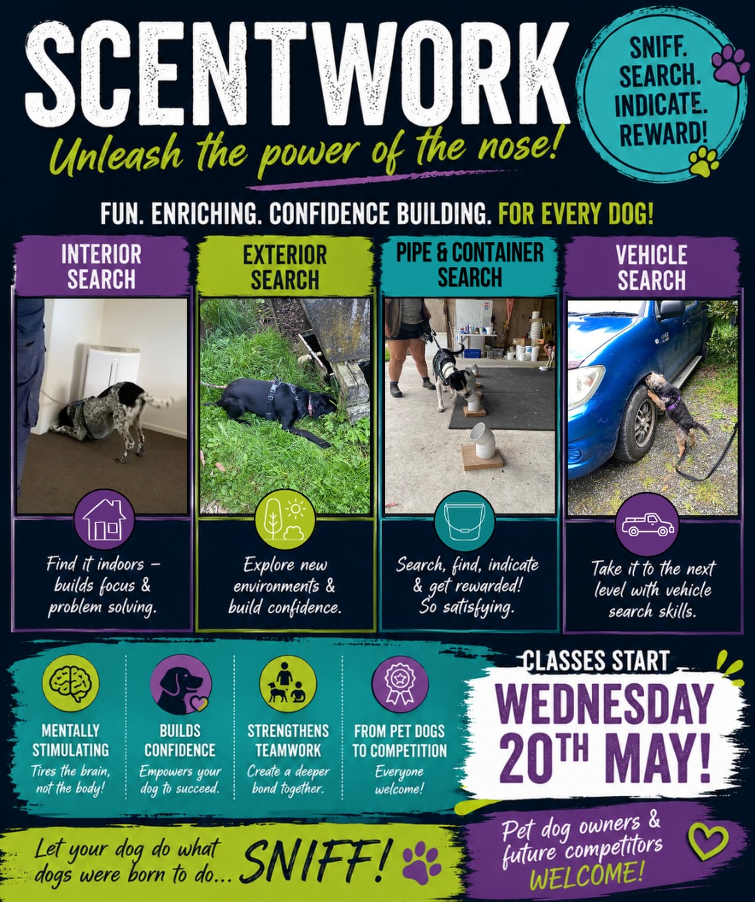 🐾 Your dog’s nose is up to 100,000 more powerful than yours. Imagine putting THAT to work.
Scentwork classes start TOMORROW evening at 6pm, and honestly, it might be the best thing you ever do together.
✅ Mentally tiring (the good kind)
✅ Builds confidence and focus
✅ Every dog welcome - any age or temperament
✅ Pet dog or future competitor
Start your journey towards building a detective dog able to successfully search Interiors, Exteriors, Pipes, Containers and Vehicles in this brilliant sport.
📍 Active Dogs NZ | Ohau
🗓 Wednesday 20th May, 6pm
❓ Competing or want to extend your skills? Come along to the Scent Seekers Club class to work on all your searches - All odours available!
🗓 Wednesday 20th May, 7pm
Hit the link or find it in the Bio to book! 👇
https://www.activedogs.co.nz/classbookings
#scentworknz #dogtrainingnz #scentdetection #petdogtraining #activedogsnz
