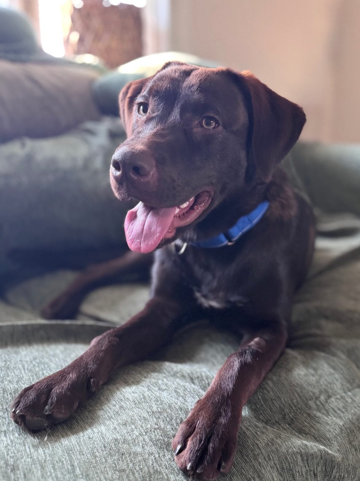 Pup of the Day: Bowzer 8 months old. Meet our boy Bowzer, a chocolate Lab mix who just made the glow-up move from TX to CO ✨ Good news, he’a on the hunt for his forever person!
Dumped in TX, this sweet boy is ready to trade in the past for mountain adventures & q lifetime of couch snuggles! 🛋️
SUPER snuggly & sweet, Bowzer is a little shy at first but warms up fast & loves HARD. 🐾 He’s great with other dogs, playful with younger pups, respectful of seniors & even lives with a cat who he basically ignores, meow🐱
He’s also been an absolute sweetheart with every kid he’s met, gentle, not too jumpy, a total lover boy.🐶
He’s potty trained, sleeps through the night in his crate & is honestly the world’s best passenger🚗 beep beep!
Fair warning… he’s a smarty pants who has figured out how to bust out of regular crates… Think of it less as an escape artist problem, more proof you’re adopting a genius🤷🏼♀️
On walks he gets a little distracted by all the sights & smells, He recently walked perfectly on leash with a 10 yr old, even handled a full PetSmart trip like a seasoned pro, sitting politely at checkout without a single bark!
When he’s not adventuring, you’ll find him wrestling with his foster sister, chewing his favorite toys, then napping on the couch or right at your feet like the good boy he is. He does best with humans who are home often and ready to keep his training going, he’s just a baby!
If you are already an approved adopter and want to meet or adopt Bowzer , please contact your adoption coordinator. Or you can fill out an application at mhlrm.com
