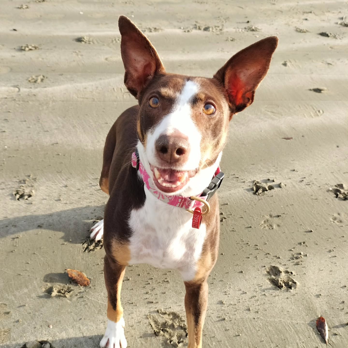 Mouse has officially joined the Pawfect pack. Yay. Thanks for being so good on your first official group walk. See you again next week đ„°đ©·
#dogwalker #beach #happy