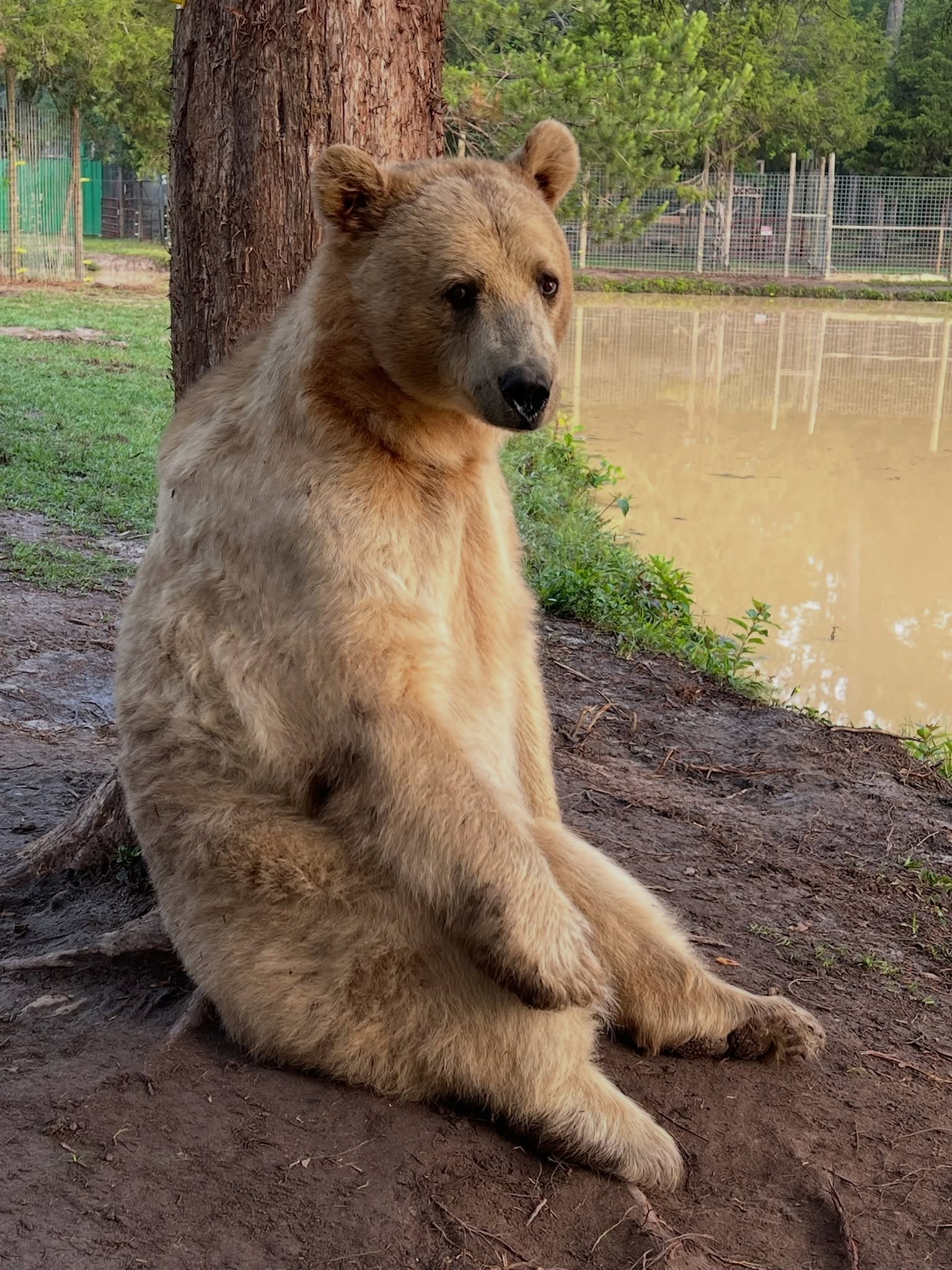 Easy like a Sunday Morning 😎🧸 Handsome Tonk🐾💙
#grizzlyranch #instapic #animals #fyp