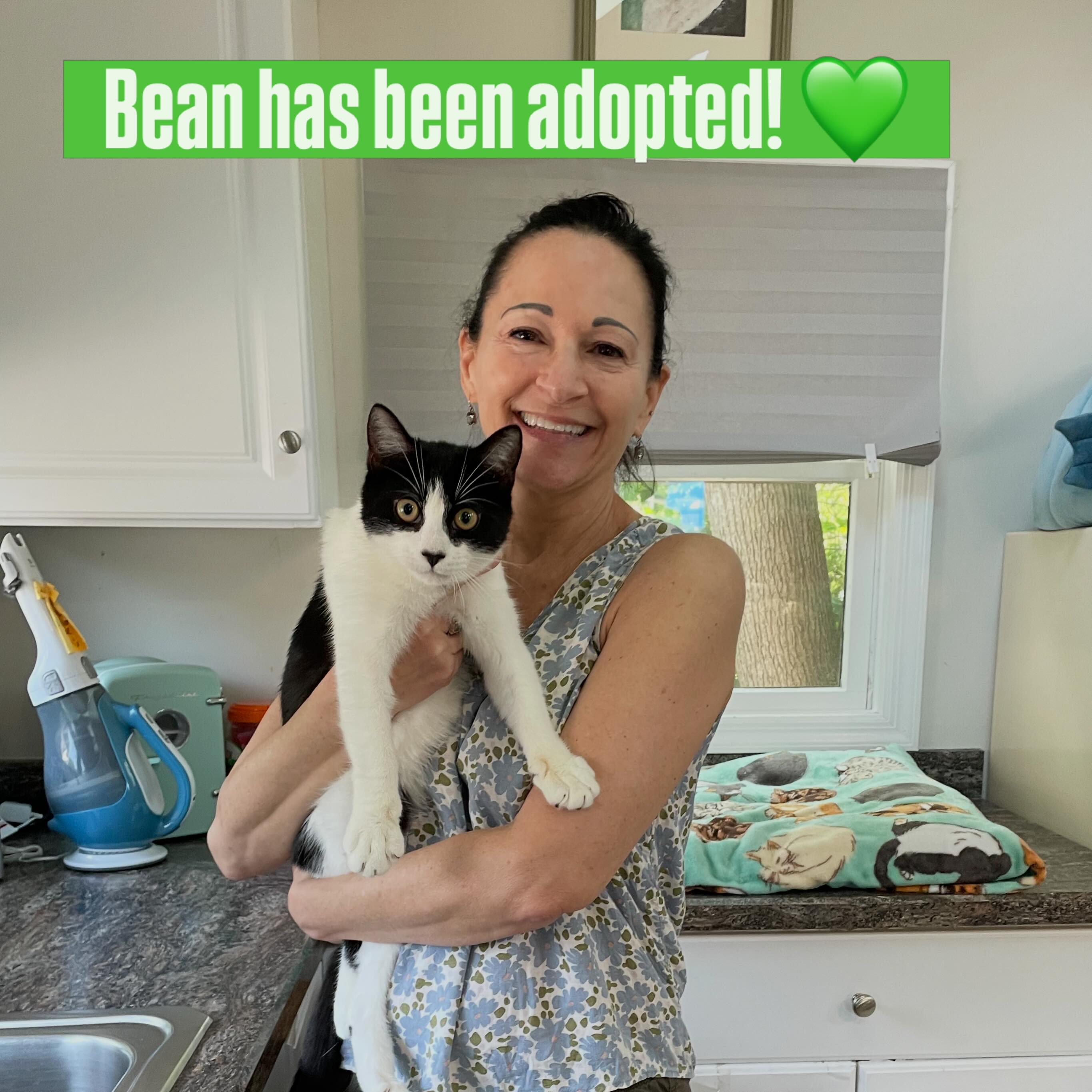 Cutie pie Bean has been adopted and will have some kitty siblings to play with in his new home! 😻💚 #animalsindistressnj #adoptablecats #cats #mercercountynj #adoptme