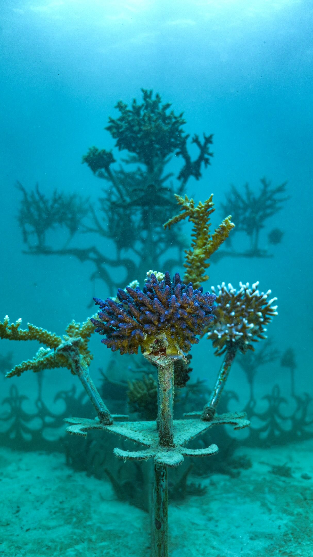 Most people don't actually know how our Coral Gene Banks work, so in under 60 seconds, here's what we do. The goal isn't just to plant more coral. It's to slowly build a stock of corals with a chance of surviving the oceans we actually have.
More videos coming on every part I rushed past! 🪸