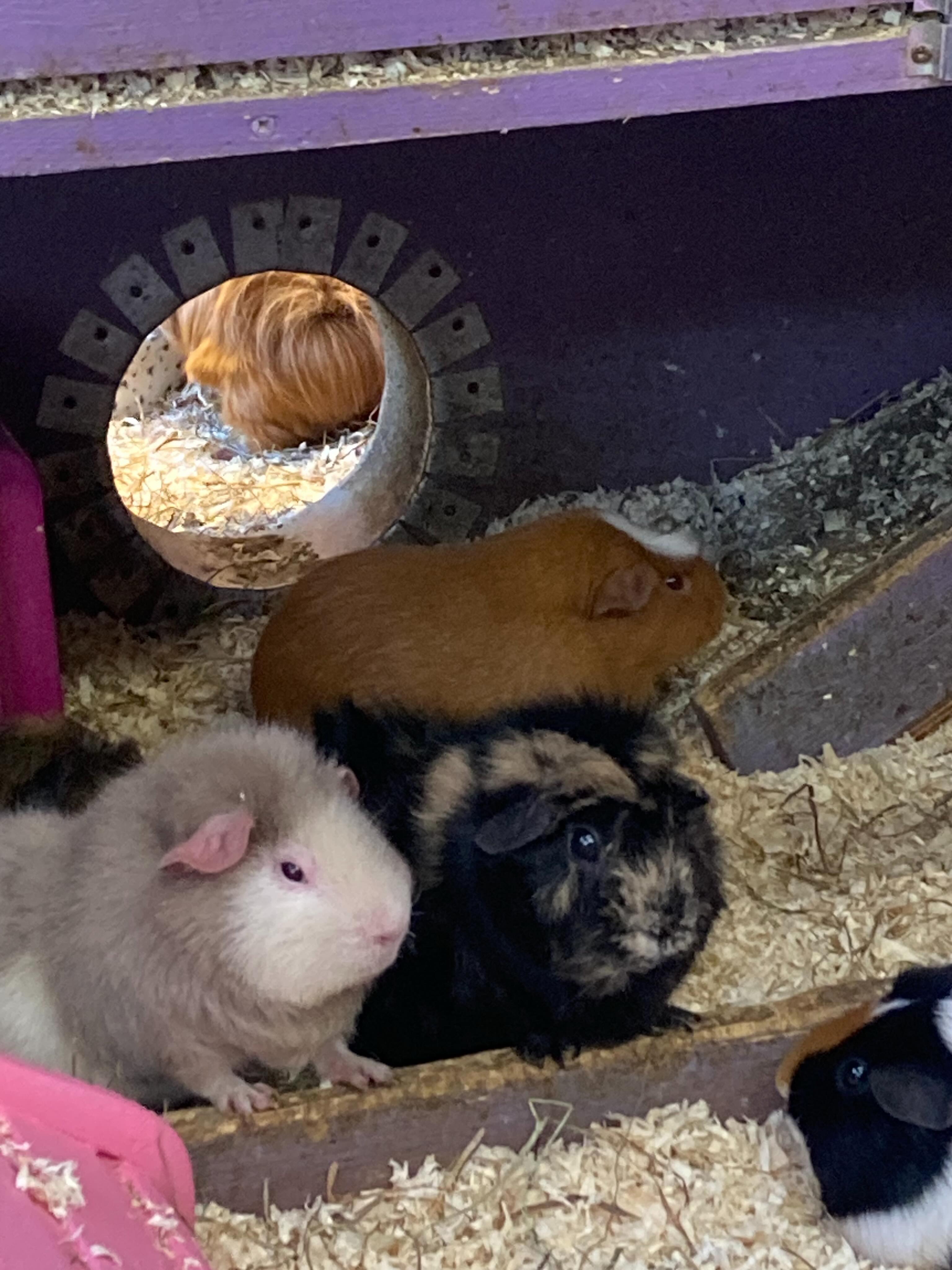 I wonder what they are thinking? ❤️ #guineapiglife #bedford #sunday