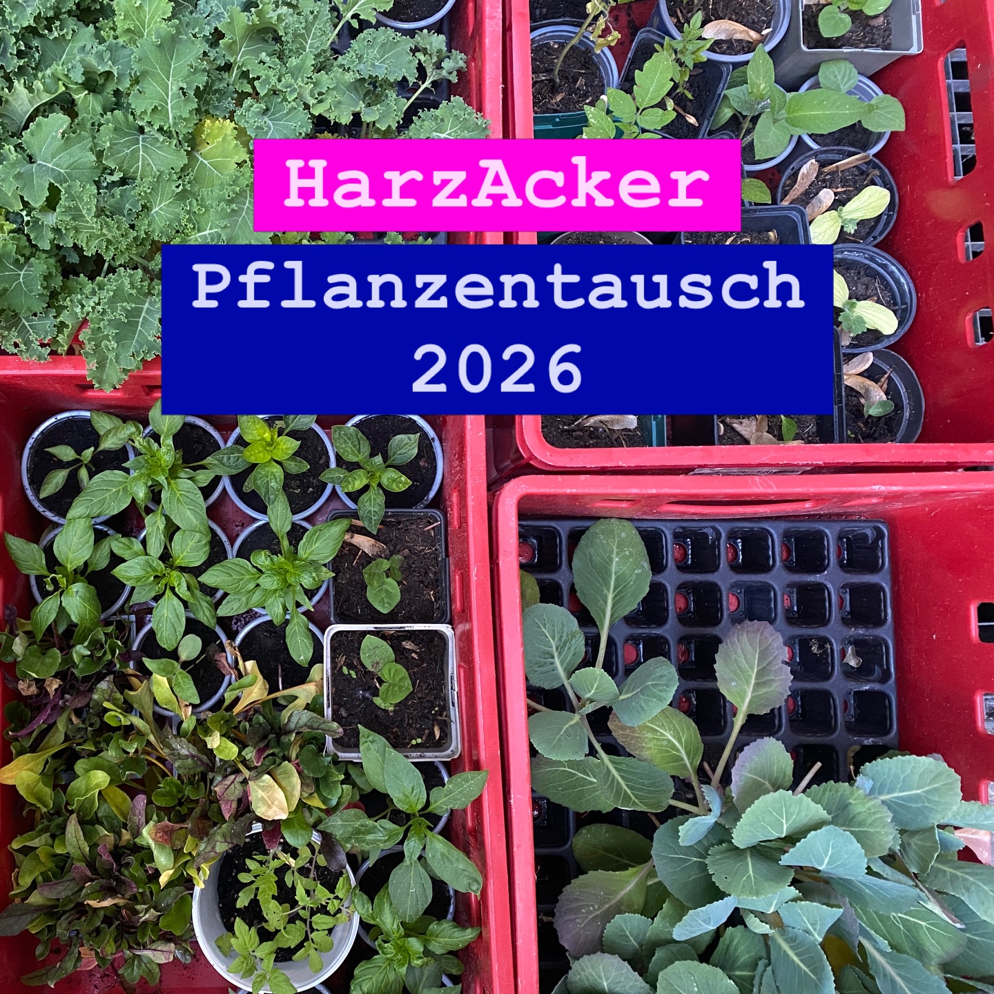 🌿 Tag der Nachbarschaft im Harzer Kiez!
Am 29. Mai feiern wir Nachbarschaft – und du bist eingeladen! Komm am Freitag zwischen 13 und 18 Uhr zum Kiezfest auf dem Wildenbruchplatz.
Roll mit uns Saatkugeln, tausche Pflanzen, Samen oder Stecklinge mit deinen Nachbar*innen und komm ins Gespräch! 🌱😎🧑🏻🌾🍀🌸🪻🪴
Du bist eher Team Baumscheibengärtner*in? Perfekt – wir möchten mit dir darüber plaudern, wie wir unseren Kiez gemeinsam schöner und grüner machen können. 🌳💚
Mehr Infos: www.harzacker.de
#harzacker #harzerkiez #berlinneukölln @nebenan.de #tagdernachbarschaft2026