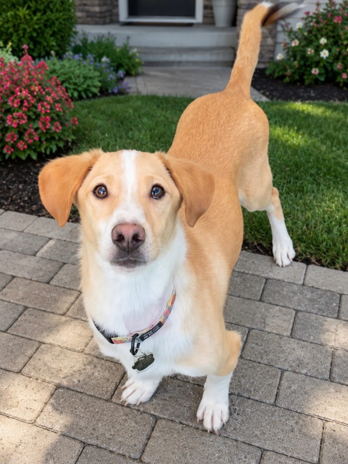 Come meet our 10 adorable rescue pups this weekend at our back-to-back Adoption Events. πΎ
Pico, Pepper, Lucca, Vanilla, Sandy, Bailey, Brandy, Ginny, Whiskey & Bourbon are excited to meet you! *Please Note: Some of these pups may be adopted at Saturday's event, which means they may not all be there at Sunday's event.
Saturday we'll be at @tradecraftfarmsvista from 11am-2pm and on Sunday at @southobrewingco from 12-3pm
All of our dogs are thoroughly medically vetted, Distemper, 3 & 4DX tested, de-wormed, treated w/ flea/tick medication, vaccinated & microchipped. All they want is to put a little love in your life! π§‘π©·π
Hope to see you this weekend! π
#tradecraftfarms #southobrewing #oceansideadoptionevents #fyp #almarescue