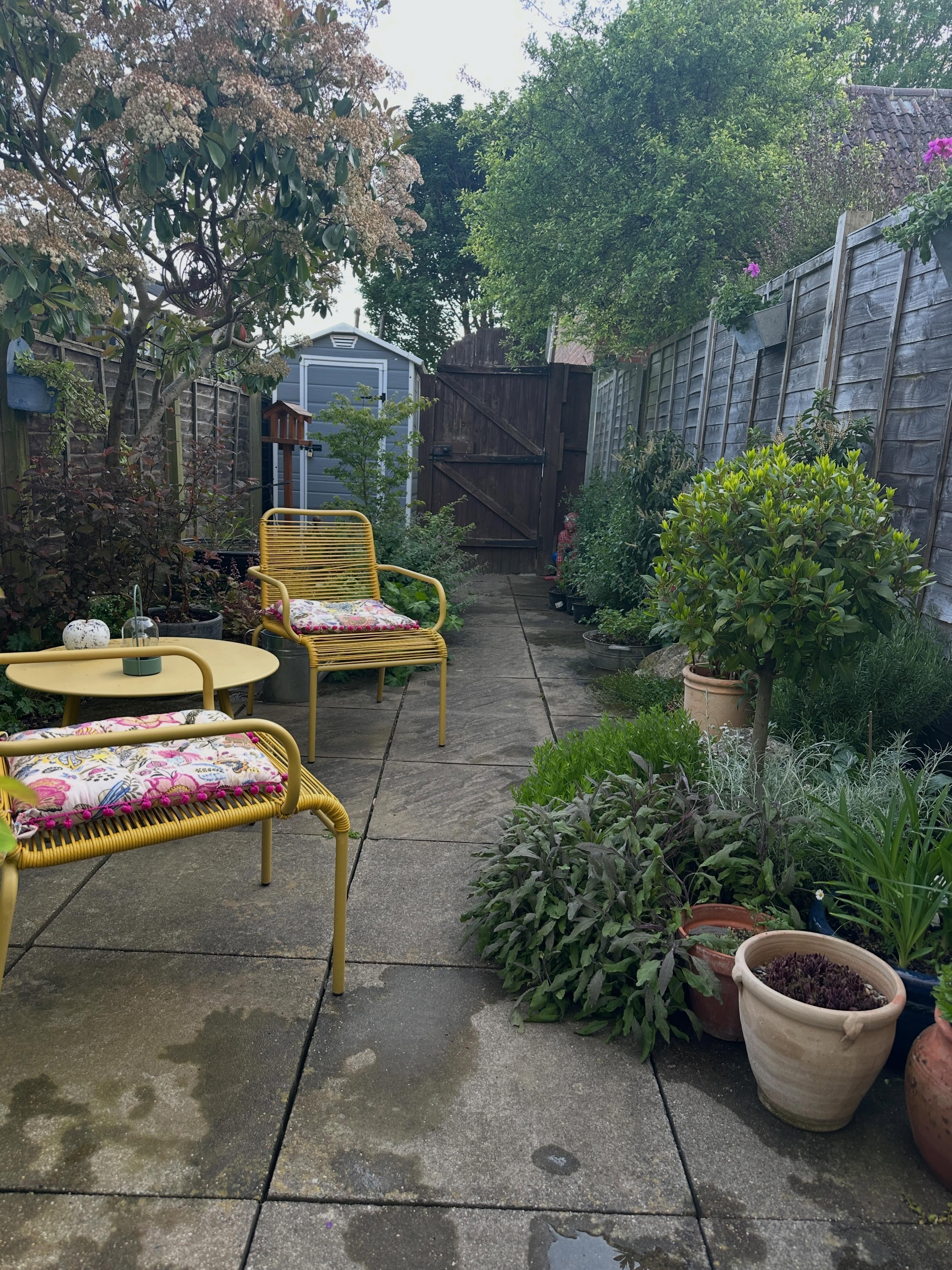 🍏 In complete contrast to the glamour of RHS Chelsea, here is my little rented yard a year on from one Photinia and lots of slate chippings. Who’d have thought a very unpromising, dodgy paved area could bring so much joy! It’s really beginning to fill out and there’s even a bit of a colour theme emerging with the yellow and magenta. I love each and every plant and I can just sit and enjoy it all. This is real gardening, right here. Oh and we have the delight of a new foal in the field!