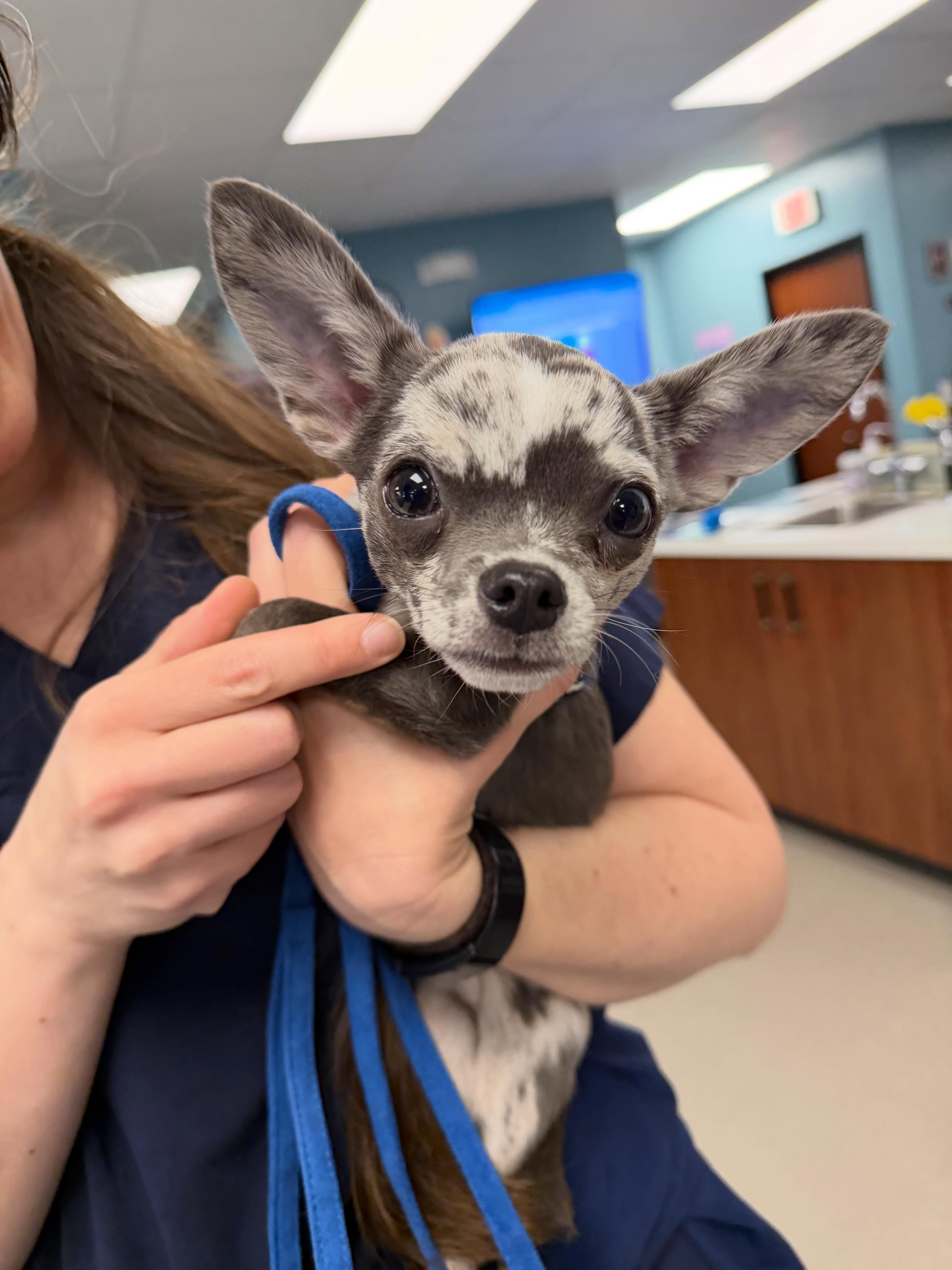 Cuteness overload here are some recent puppy appointments! 🐶 We had the absolute pleasure of meeting Rocco and Tara for their first check ups. We soaked up all the puppy cuddles! ❤️🐾