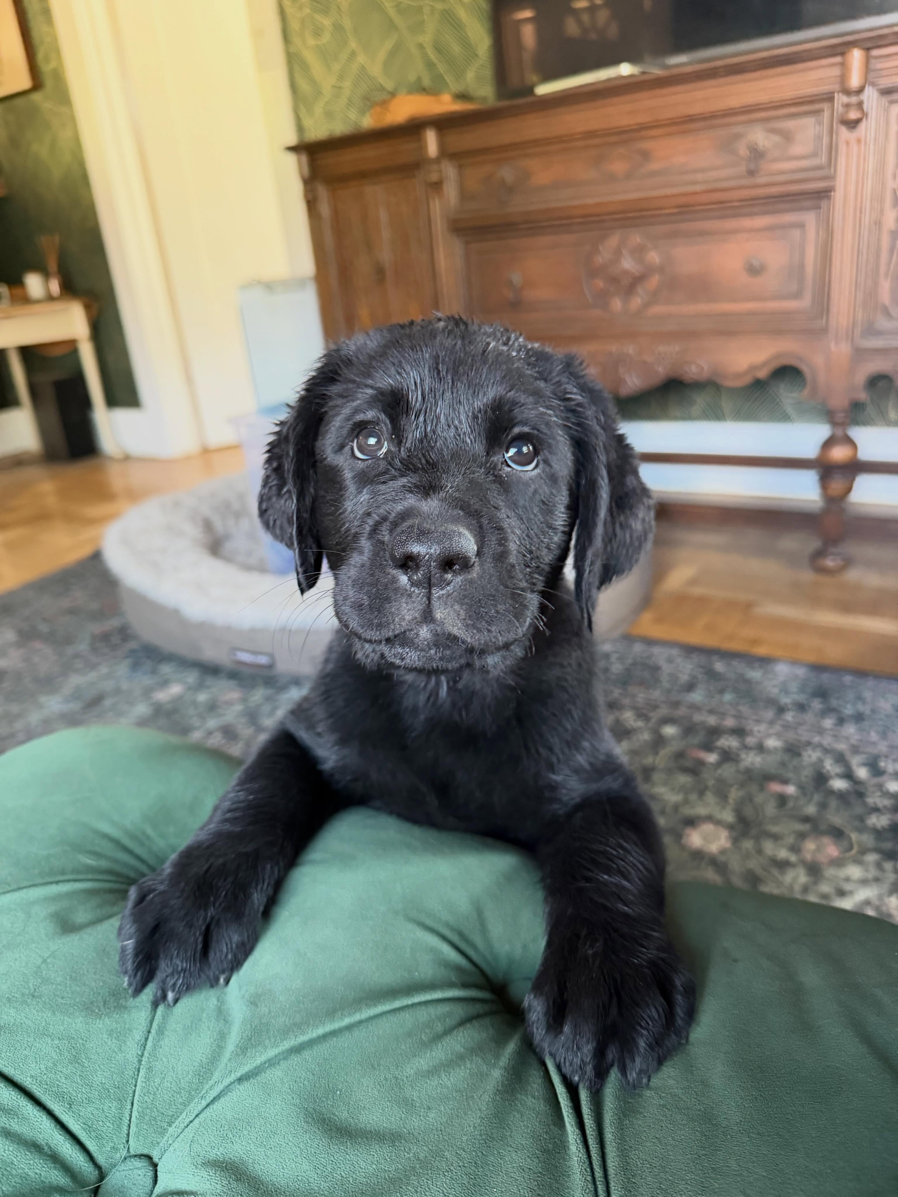 This little girl is looking for a 🏡 9 weeks old. PM for details
.
.
.
.
#blacklabpuppy #labradorpuppy❤️ #moonlightlabradors