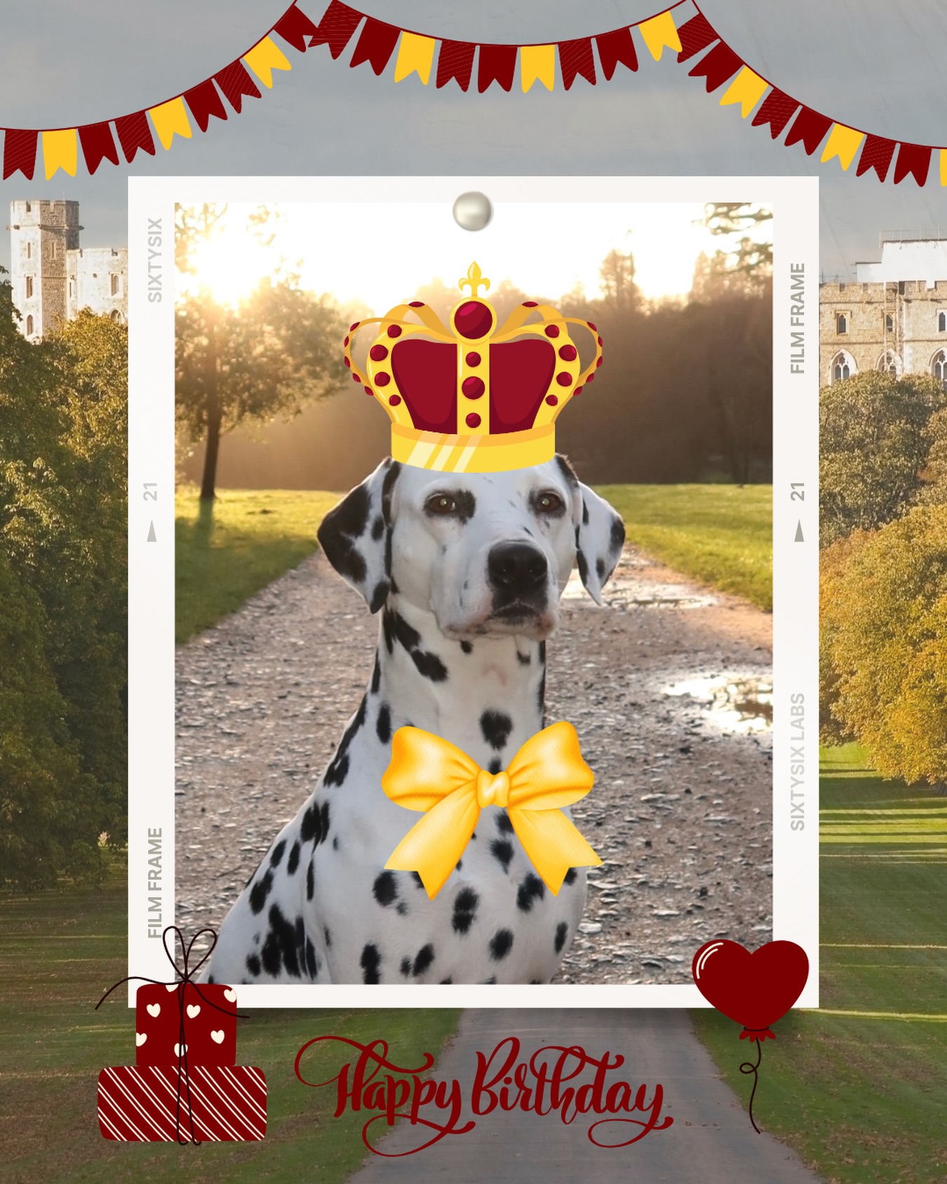 Our birthday queen Mae (Lichtenbelt’s Summer Breeze)!! Seven years old already and still going strong💛🎊